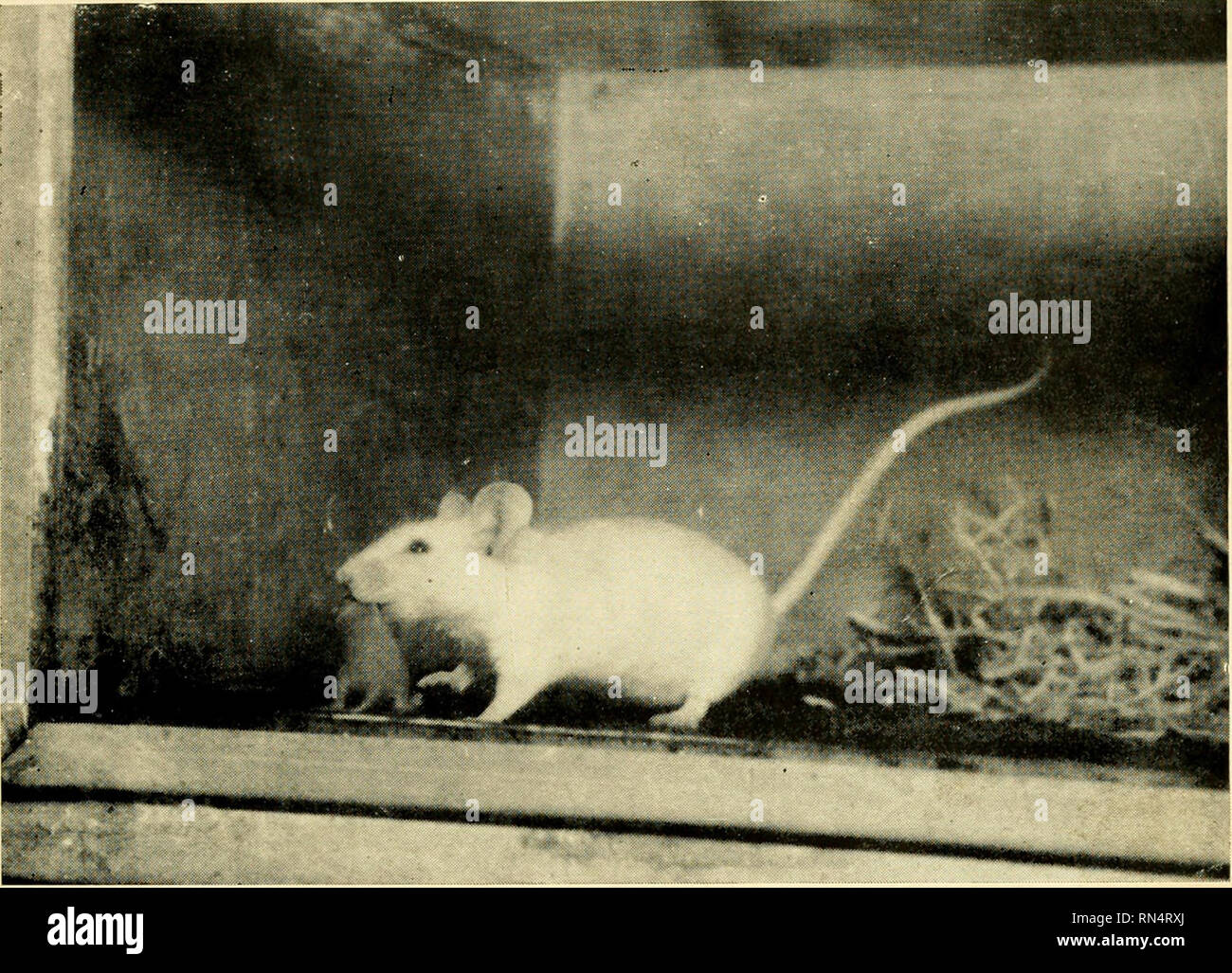 Animal psychology seminars: Strasbourg University, October 1956, and Brussels University, August 1957. Psychology, Comparative. V- A. Fig. I CERVEAU DE LA FOURMI DES BOIS (Formica rufa L.) (Micrcphotogramme) On reconnaît très Animal psychology seminars: Strasbourg University, October 1956, and Brussels University, August 1957. Psychology, Comparative. V- A. Fig. I CERVEAU DE LA FOURMI DES BOIS (Formica rufa L.) (Micrcphotogramme) On reconnaît très