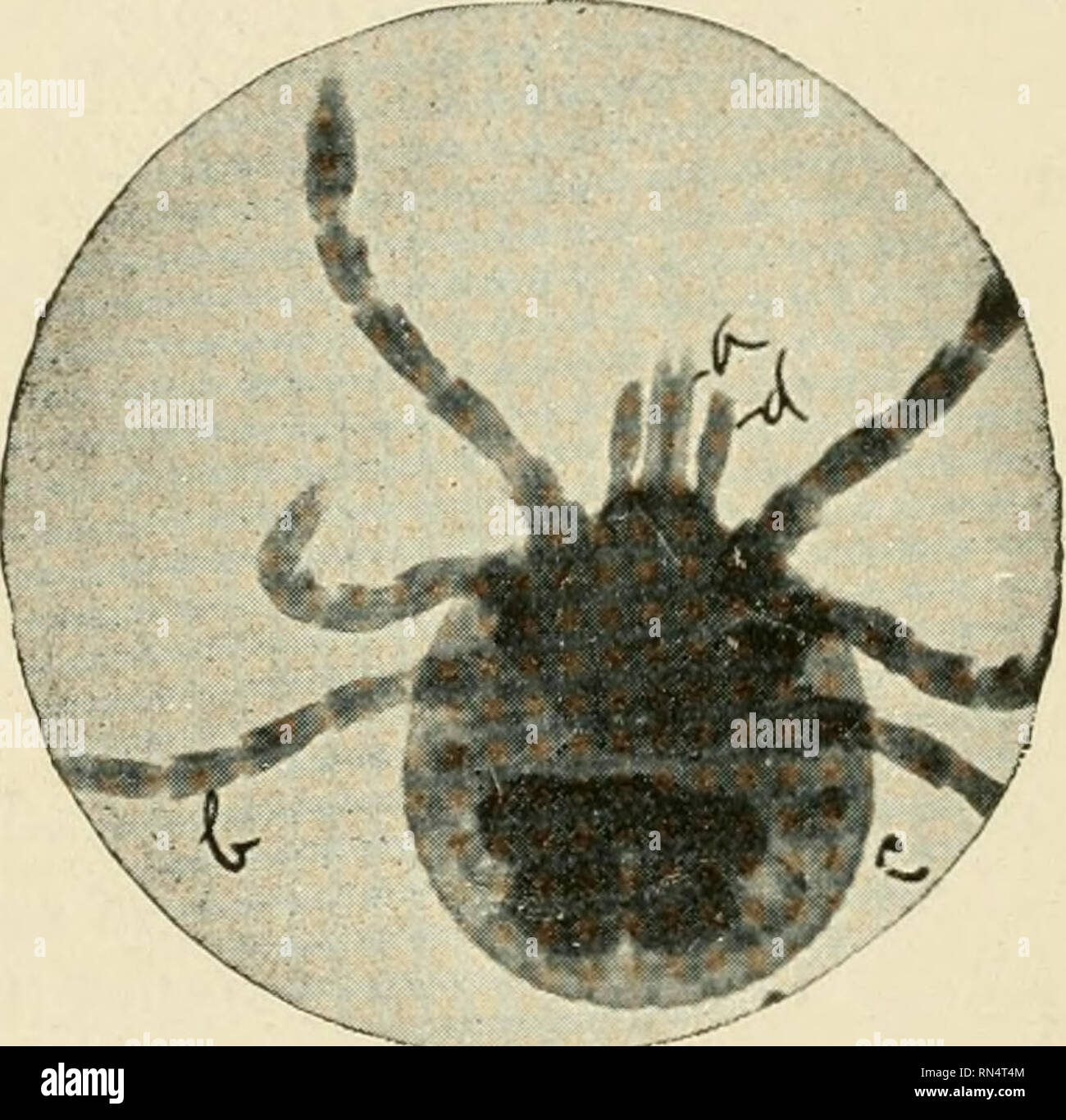 . Animal parasites and parasitic diseases. Domestic animals; Veterinary medicine. 70 PARASITOLOGY. Animals Infested.—Dog, horse, ox, etc. Description.—The engorged female is about the size of the fever tick, though the legs are longer and the head parts more prominent. The dorsal shield is large, somewhat elongated through the antero- posterior diameter, and is white in color. The hy- postome is provided with six rows of denticles. The. Fig. 21—Amblyomma Americanum Larva. Photomicrograph 1x2/3 inch. a, Mandibles. c, Body. b, Legs. d, Palpi. dorsal surface of the male presents a large, white do Stock Photo