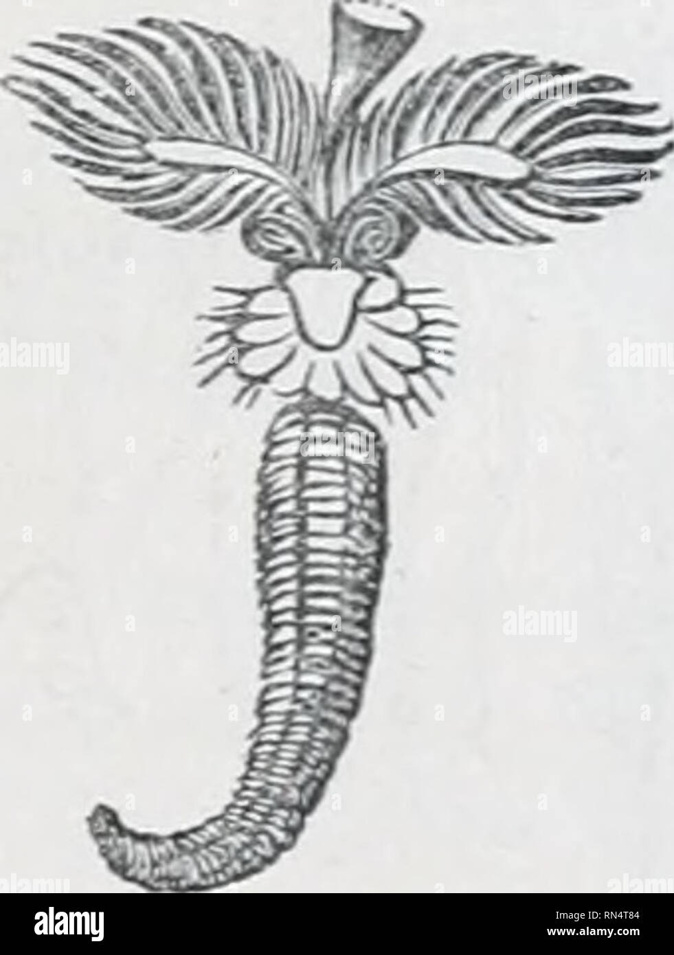 . The animal kingdom : arranged after its organization; forming a natural history of animals, and an introduction to comparative anatomy. Zoology. THE FIRST ORDER OF ANNELIDES, THE TUBICOL^. Some species of this division form a homogeneous, calcareous tube, which probably results from their transudation, like the shells of the MoUusks, but to which the muscles do not adhere; others construct tubes, by agglutinating grains of sand, fragments of shells, and particles of mud, which they join by means of a membrane, which likewise is doubtless transuded; lastly, there are some, the tubes of which  Stock Photo