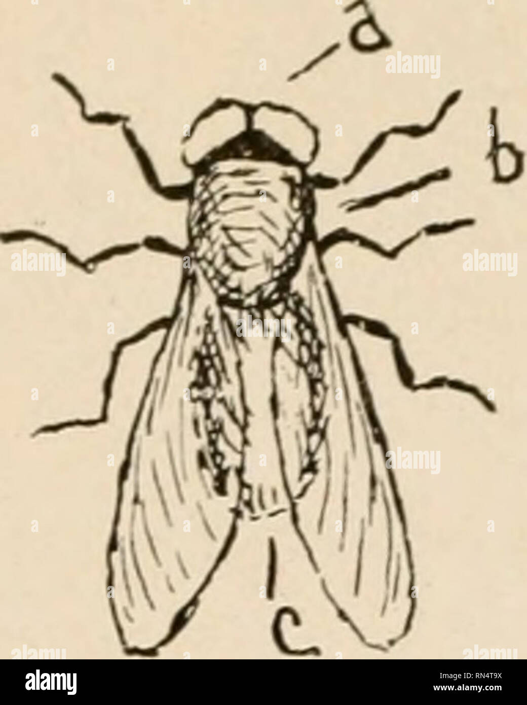 Tabubuan Insect . Animal parasites and parasitic diseases. Horses; Domestic animals ...