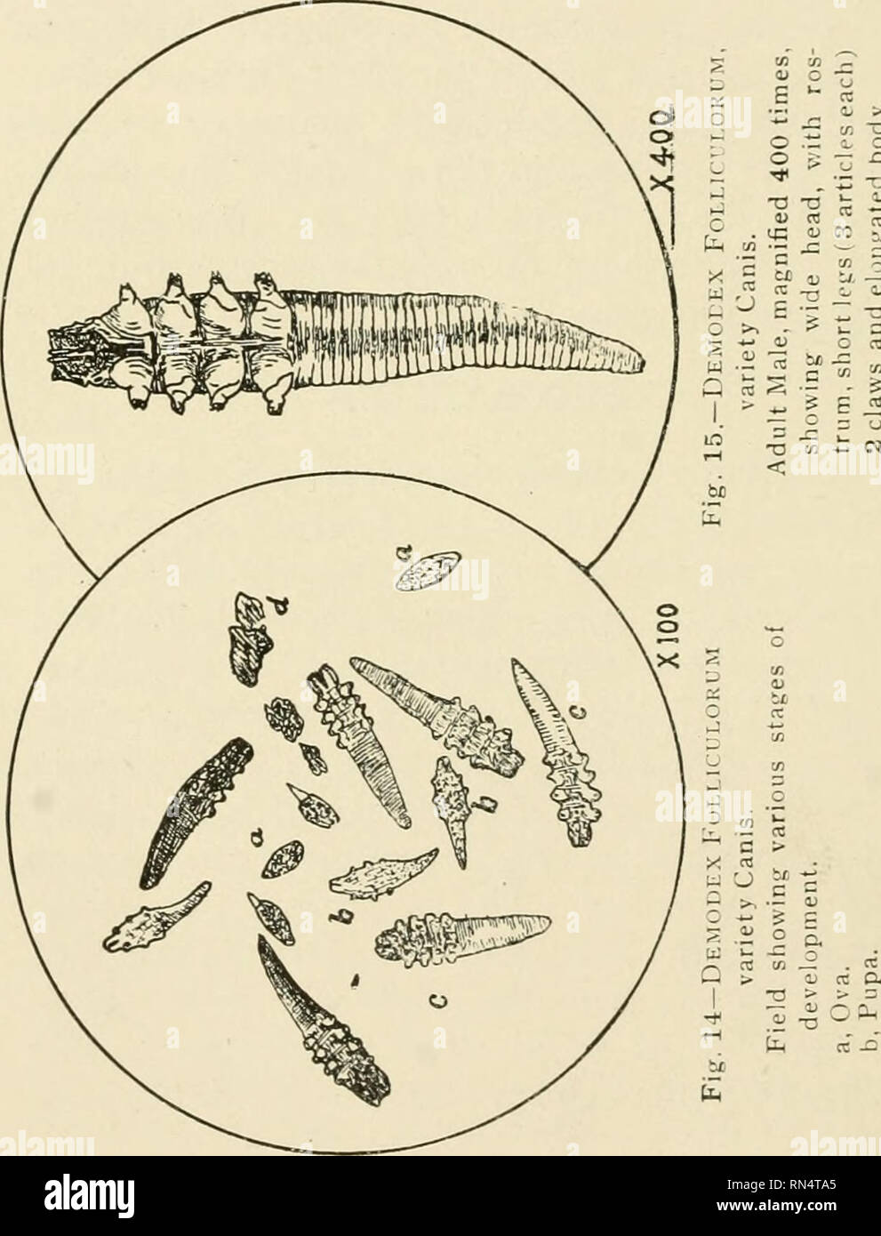 . Animal parasites and parasitic diseases. Domestic animals; Veterinary medicine. 60 PARASITOLOGY. to have four pair of legs. Another moulting brings the larvae to the pupal stage, with legs fully devel- oped, and after still another moult they are sexually mature. — •-• (L &gt;. -', *^ .2 T3 ^ O .ti 0^ O 1-1 o O -a re re ?a re so X 'c re &quot;a u ::/. o w o n: E T3 z -a .2 o re «J &quot;re So j= n: S c , S 1 S e  « — c :^ u in -a &lt; .c - N. Of the varieties of Demodex Folliculorum enumer- ated only two are common in the United States. Demodex FoLLicrLORUM, variety Canis. History. — First s Stock Photo