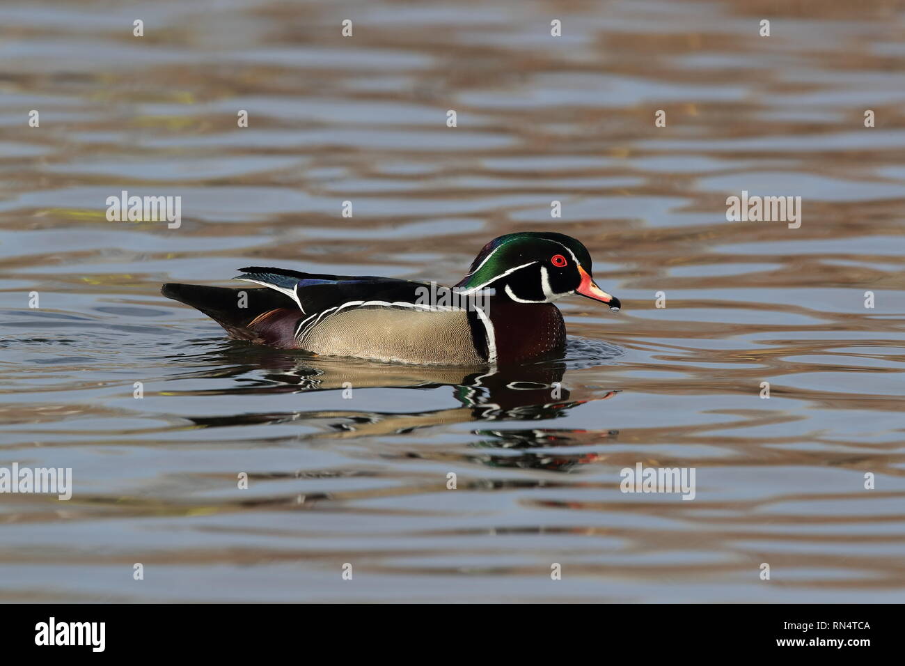 Wood Duck, Albuquerque New Mexico USA Stock Photo Alamy