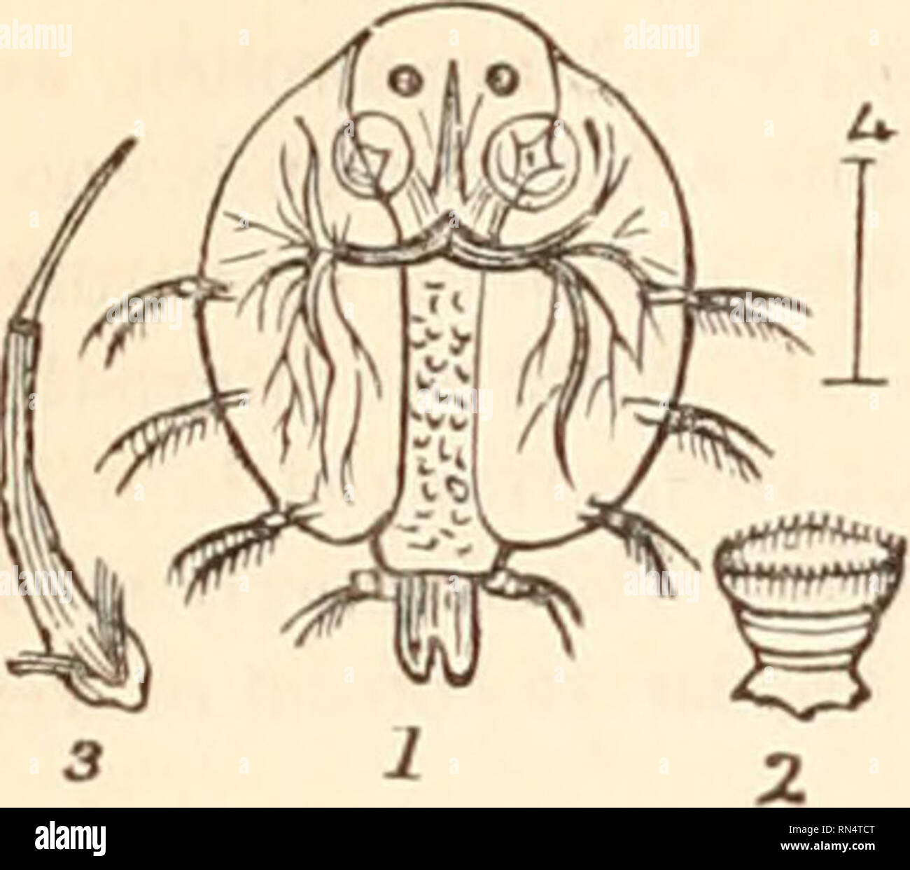 . The animal kingdom, arranged after its organization, forming a natural history of animals, and an introduction to comparative anatomy. Zoology. 44G CRUSTACEA.. Argulus, Mull., at first named by me Ozolus, but not sufficiently described. The younger Jurine subsequently examined the species which is the type of the genus, with the most scrupulous attention, observing1 it in all its stages. The shield is oval, notched posteriorly, covering the body, with the exception of the posterior extremity of the abdomen, and supporting, on a triangular frontal space termed the clypeus, two eyes, four very Stock Photo