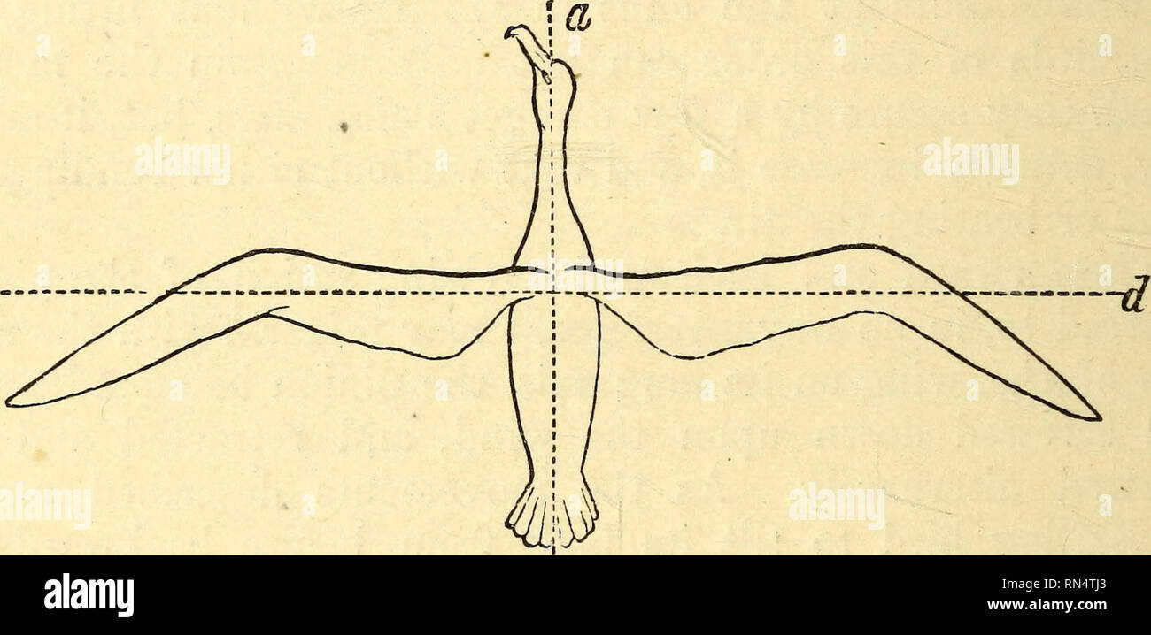 converse compass one