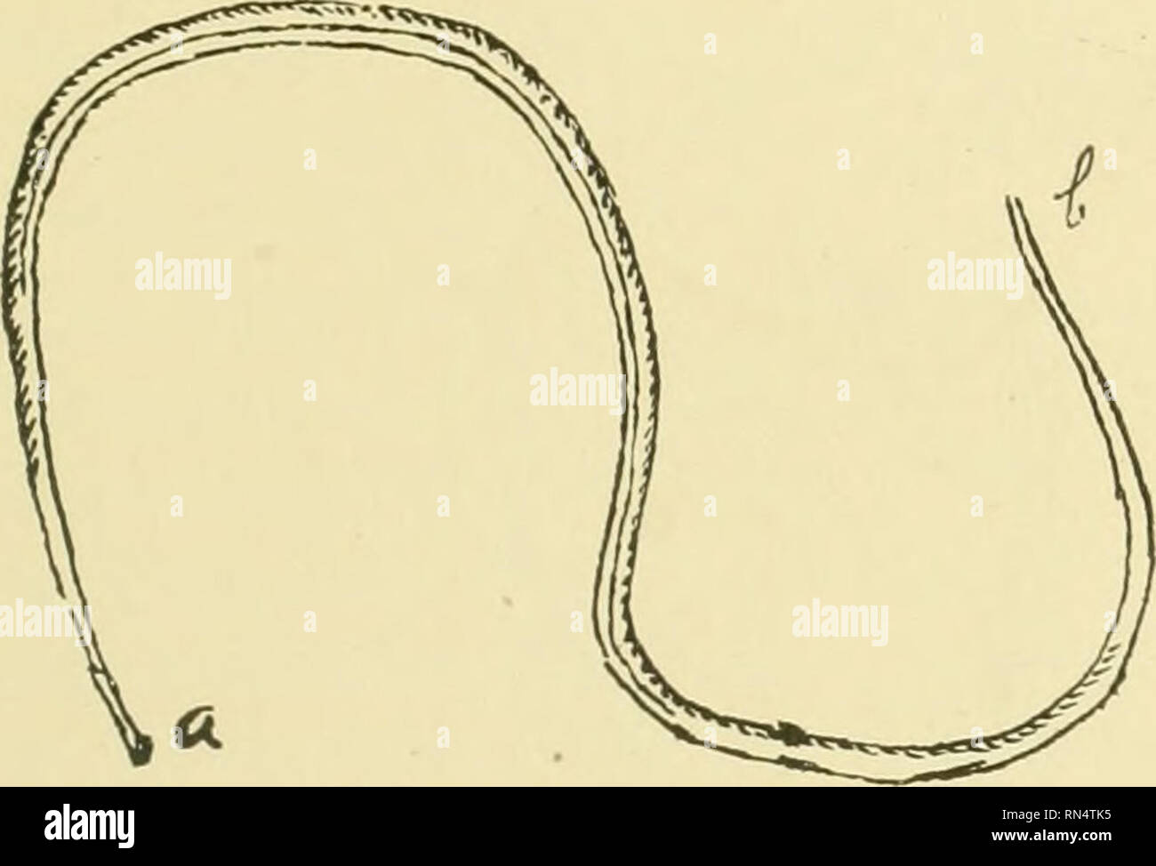 . Animal parasites and parasitic diseases. Domestic animals; Veterinary medicine. PARASITOLOGY. 91 Ascaris Vituli (Vitulus—a calf.) Synonym.—Ascaris Bovis. Distribution.—Common in Southern Europe; rare in America. Description.—In this species the head is small and distinct; the lips are enlarged at the base and stand i ut prominently : the posterior extremity terminates in a conical point which is reddish white in color; the male is six to eight inches long; the female is eight to ten inches long and oviparous. They have been known to ascend to the abomasum. Animal Infested.—Principally calves Stock Photo