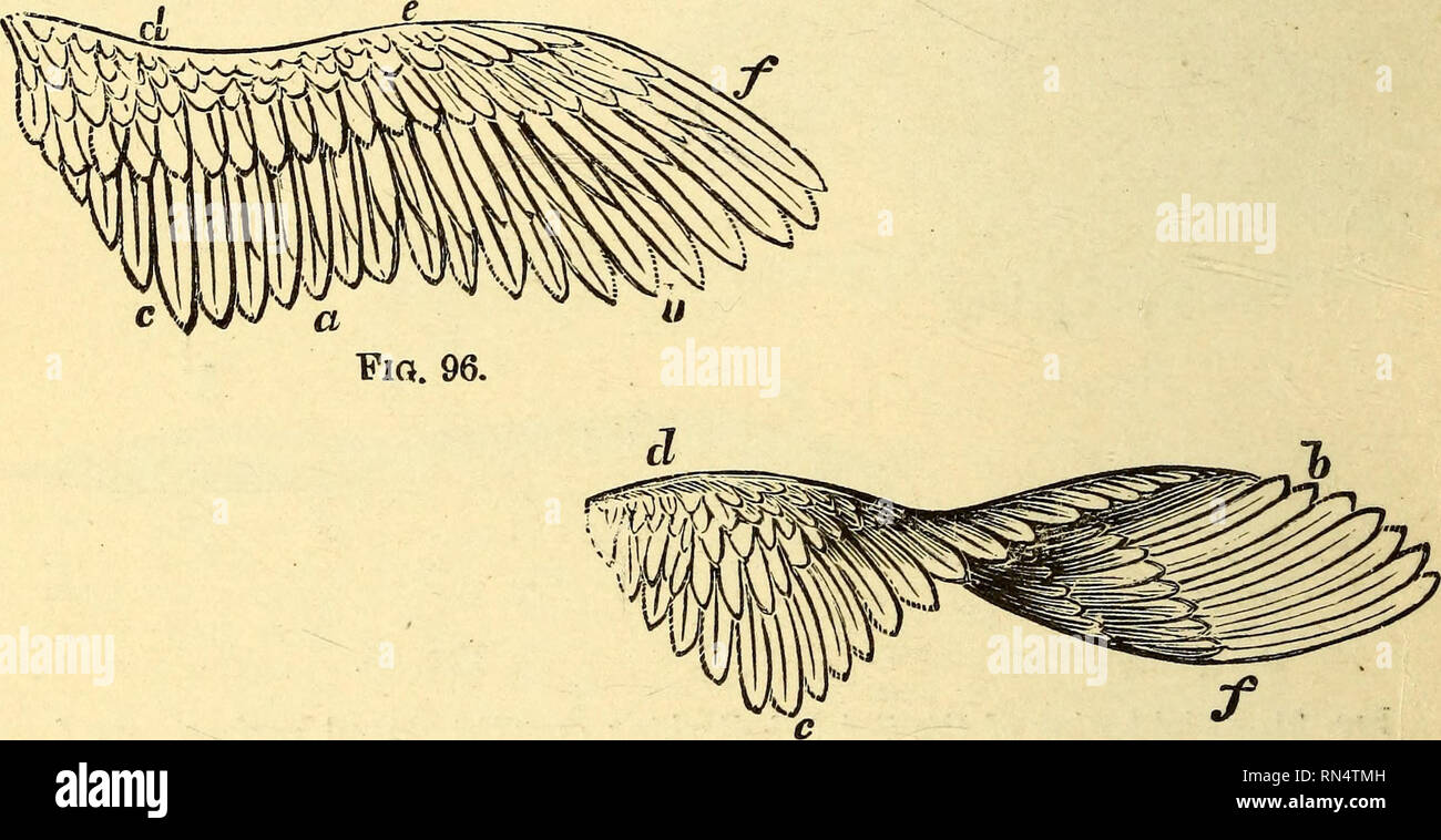 Flexion animal hi-res stock photography and images - Alamy