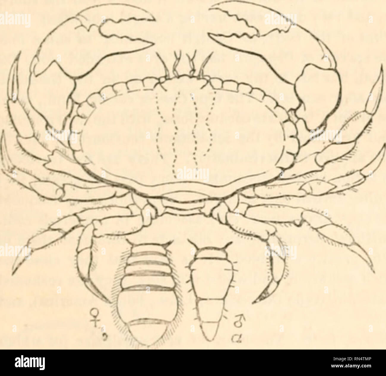 The Animal Kingdom Arranged After Its Organization Forming A Natural History Of Animals And An Introduction To Comparative Anatomy Zoology Decapoda 413 The First Section Pinni Pedes Have The Hind Pair
