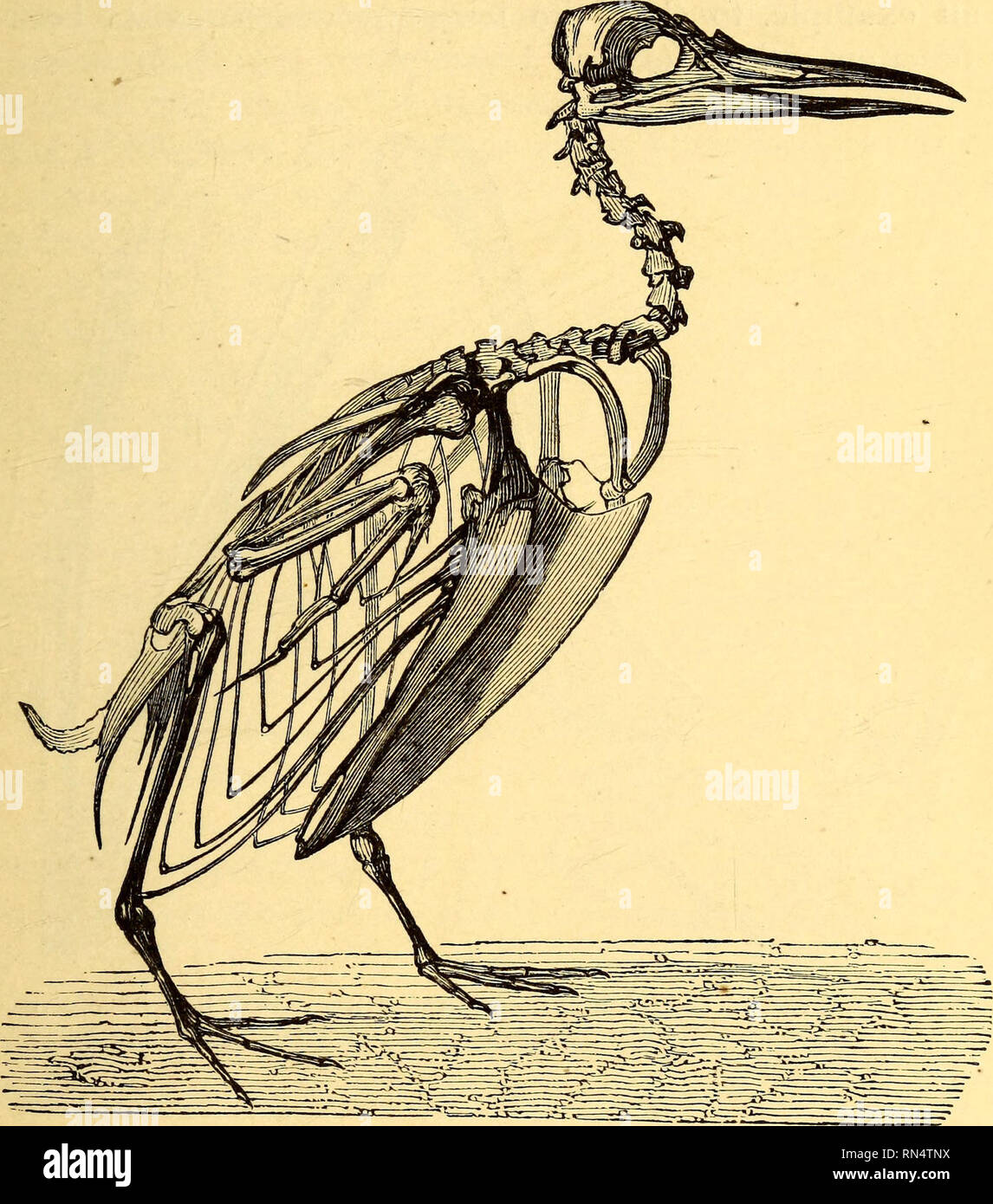 . Animal mechanism: a treatise on terrestrial and aërial locomotion. Animal locomotion; Flight. ORGAN AND FUNCTION. 73 simple inspection of the sternum in different species; for this bone measures, in some degree, the length of the pectoral muscles which are lodged in its lateral cavities. Thus, birds with long wings, have a wide and short sternum ; the others have one which is long and slender.. Fig. 14. —Skeleton of a penguin : sternum very long-, wing very short. The comparison of homologous muscles in mammals of different kinds is not less instructive under the aspect in which we are now c Stock Photo
