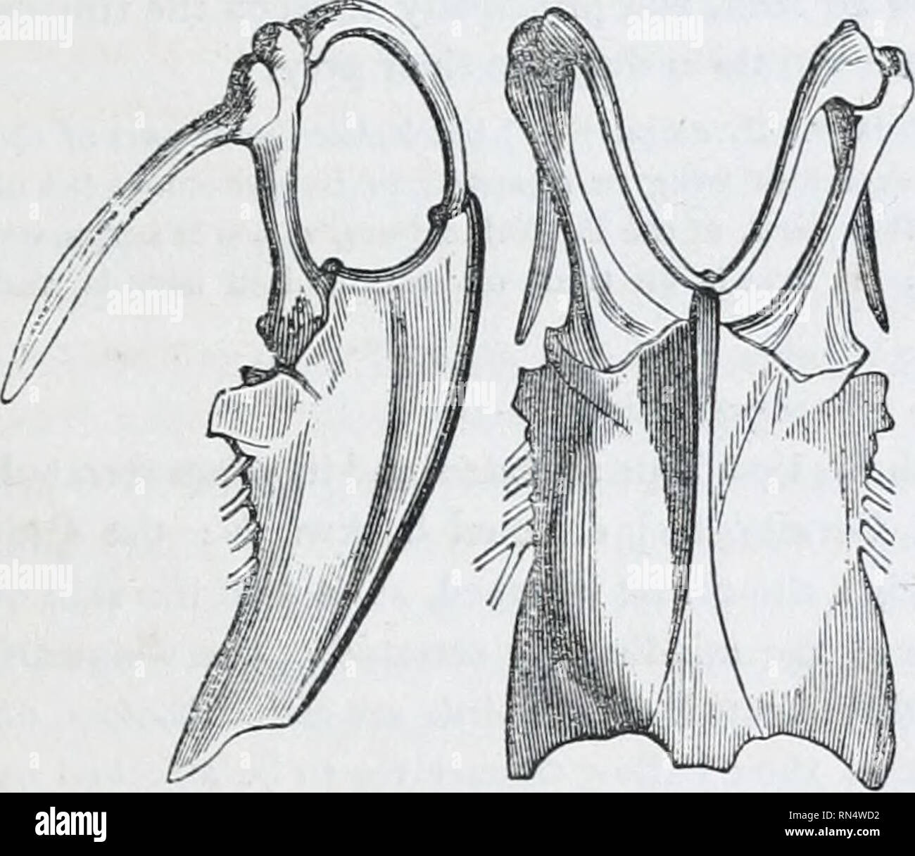 . The animal kingdom : arranged after its organization; forming a ...