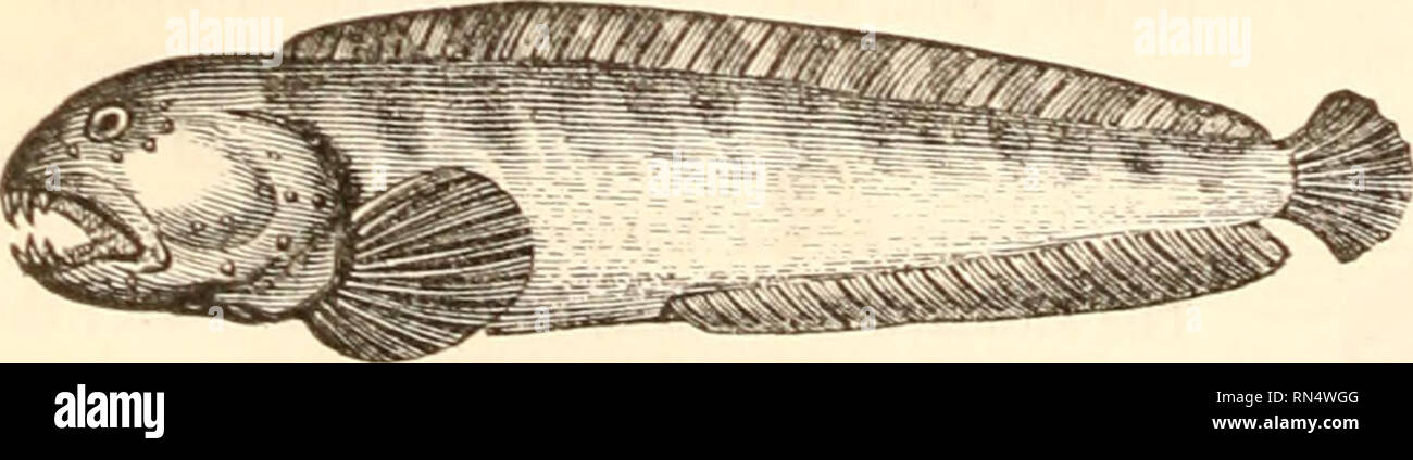 Blenny Dissection Leaping blennies hi-res stock photography and images - Alamy