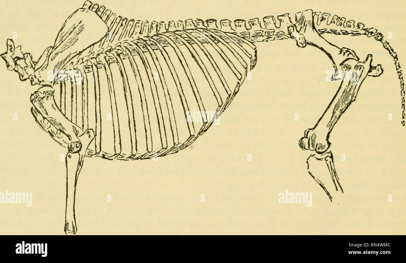 Animal management. 1908. Horses; Horses; Draft animals. 54 ANIMAL  MANAGEMENT. Attach- ment of ribs. they represent, as we have expressed it  above, the only part of the spine which can be