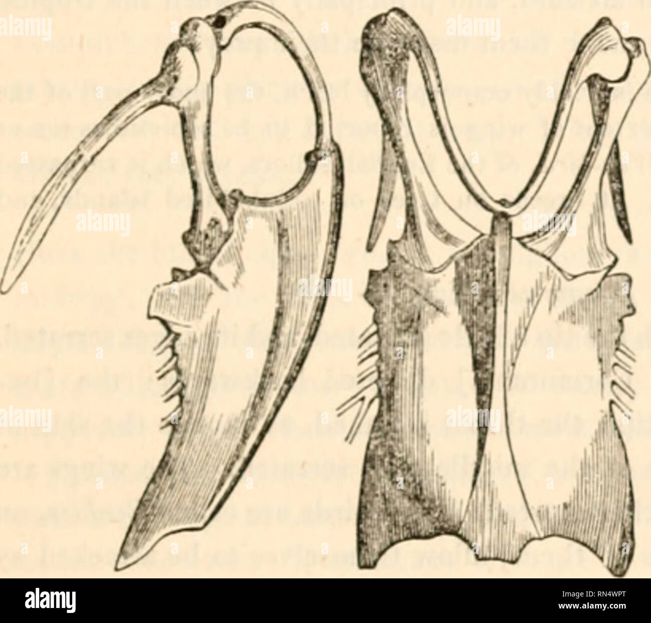 . The animal kingdom, arranged after its organization, forming a ...