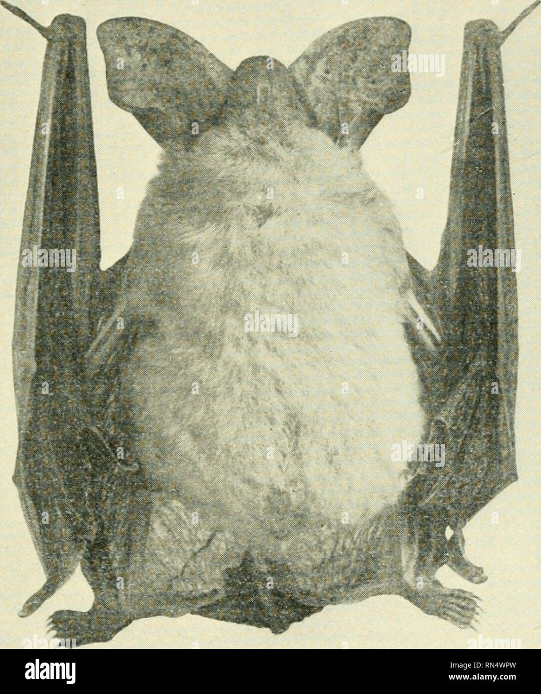 Animal life in the Yosemite; an account of the mammals, birds, reptiles,  and amphibians in a cross-section of the Sierra Nevada. Zoology. BATS 61 to  emerge and drop into the net