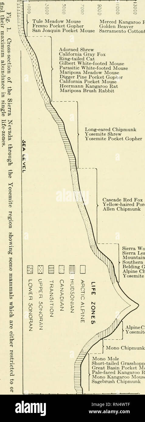 . Animal life in the Yosemite; an account of the mammals, birds, reptiles, and amphibians in a cross-section of the Sierra Nevada. Zoology. DISTBIBUTION OF THE ANIMALS Tule Meadow Mouse Merced Kangaroo Rat Fresno Pocket Gopher Golden Beaver San Joaquin Pocket Mouse Sacramento Cottontail Rabbit. Cascade Red Fox Yellow-haired Porcupine Allen Chipmunk Sierra Wolverine Sierra Least Weasel Mountain Lemming Mouse • Southern Sierra Marmot Belding Ground Squirrel Alpine Chipmunk Yosemite Cony Alpine Chipmunk ' Yosemite Cony Mono Mole Short-tailed Grasshopper Mouse Great Basin Pocket Mouse , Pale-faced Stock Photo