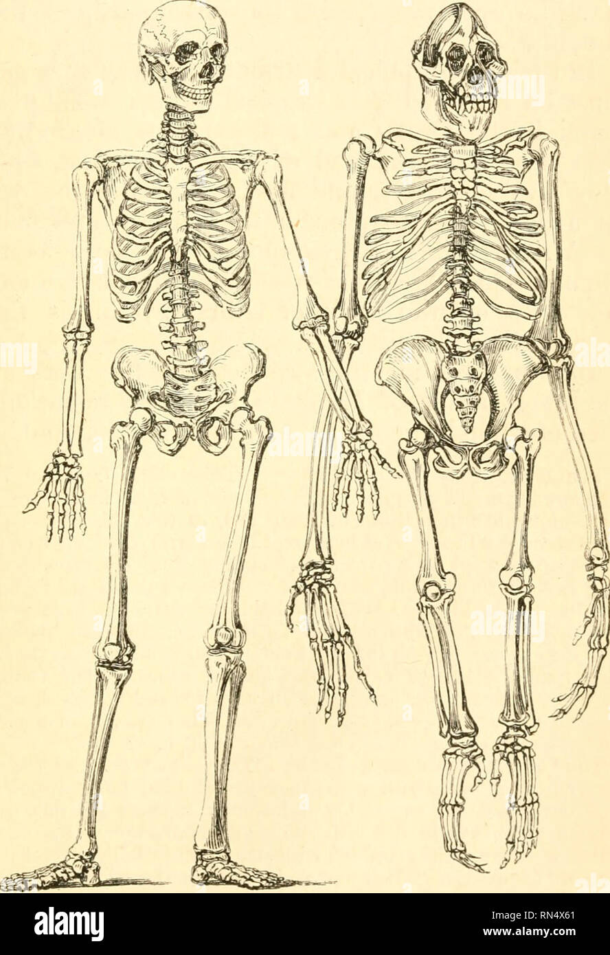  the animal creation a popular introduction to zoology zoology