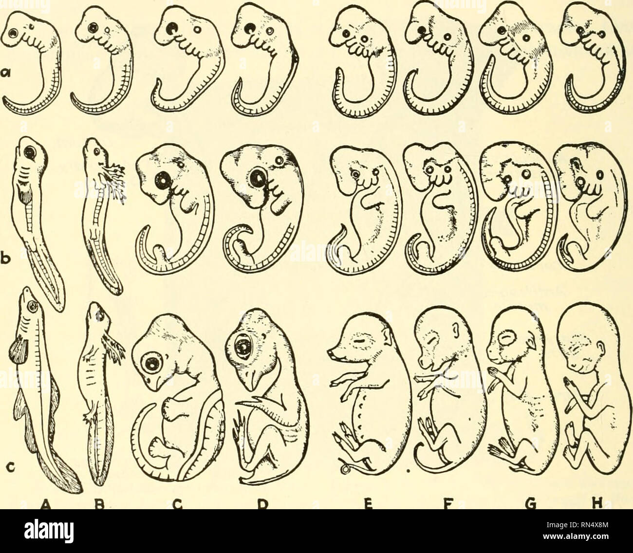 . Animal biology. Zoology; Biology. 548 GENERAL CONSIDERATIONS arches (Fig. 258), the gradual development of the vertebral column to replace the primitive notochord, and the development of the different types of excretory system (Fig. 229), all of which have been previously noted. Paleozoology offers very many evidences that animal life has gradually changed. Apparently no rock strata exist which show traces of the. AB C D E FG Fig. 378.—Parallel stages in the development of several vertebrates. A, fish; B, salamander; C, turtle; Z), chick; E, pig; F, calf; G, rabbit; H, man. In each series, a Stock Photo