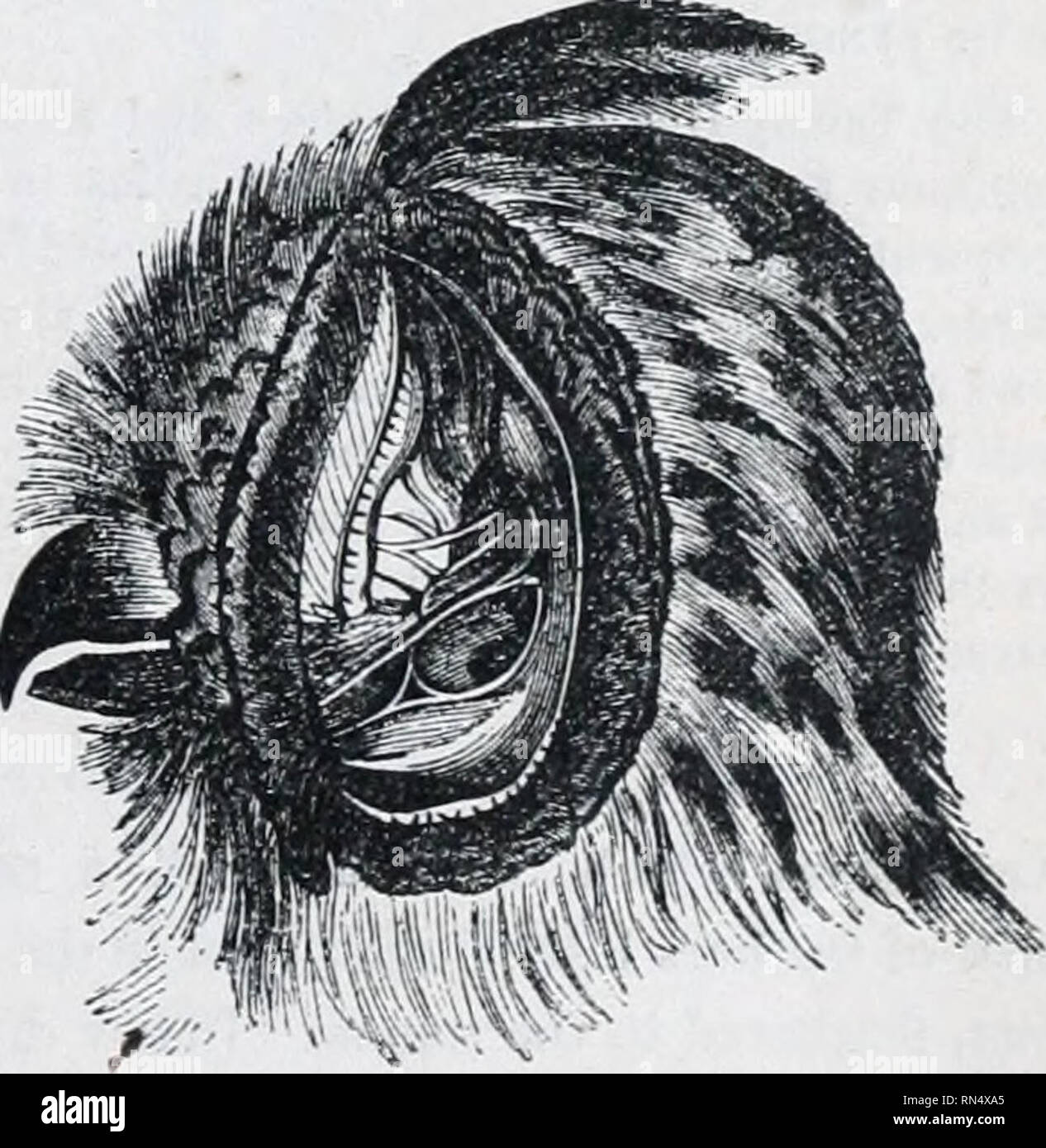 The animal kingdom : arranged after its organization; forming a natural history of animals, and an introduction to comparative anatomy. Zoology. Fig. 7"3.—Alimentary cnnal of an Owl : n, the gullet; The animal kingdom : arranged after its organization; forming a natural history of animals, and an introduction to comparative anatomy. Zoology. Fig. 7"3.—Alimentary cnnal of an Owl : n, the gullet;
