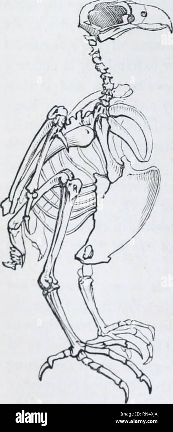 The animal kingdom : arranged after its organization; forming a natural history of animals, and an introduction to comparative anatomy. Zoology. 142 Div. 1. VERTEBRATE ANBIALS.—AYES. Class 2. Many of the The animal kingdom : arranged after its organization; forming a natural history of animals, and an introduction to comparative anatomy. Zoology. 142 Div. 1. VERTEBRATE ANBIALS.—AYES. Class 2. Many of the