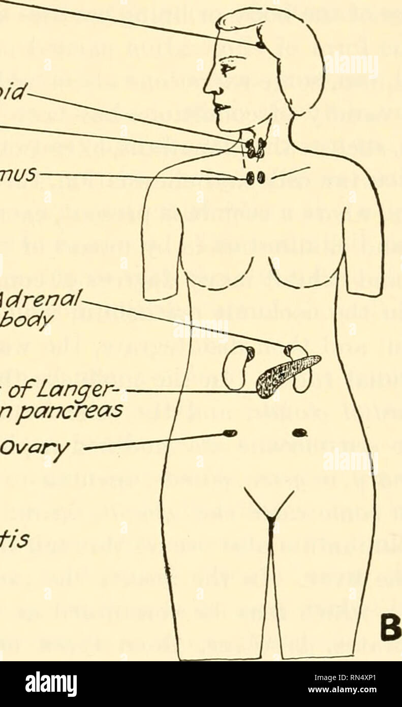 Animal biology. Zoology; Biology. Adrenal- body Islets of Lang er- hans in pancreas Testis Fig. 357.—Diagram to indicate the location of the more prominent ductless glands in the human body. A, Animal biology. Zoology; Biology. Adrenal- body Islets of Lang er- hans in pancreas Testis Fig. 357.—Diagram to indicate the location of the more prominent ductless glands in the human body. A,