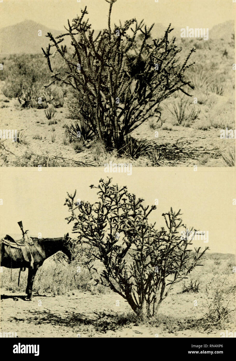 . Animal life of the Carlsbad cavern. Zoology -- New Mexico; Botany -- New Mexico; Cave animals; Botany -- New Mexico; Zoology -- New Mexico; Carlsbad Caverns (N. M. ). i^. • • VMM- ?H Upper: Fig. 52. Nest of the Cactus Wren in Cactus Bush The thick-walled nest of securely woven plant fibers lined with feathers and opening through a neck at one side furnishes a warm sleeping room for winter as well as a safe nest for the young in summer. Lower: Fig. 53. The Cane Cactus (Opuntia arborescens) in Fruit With nest of curved-billed thrasher safely hidden in the center of its spiny branches. 137. Ple Stock Photo