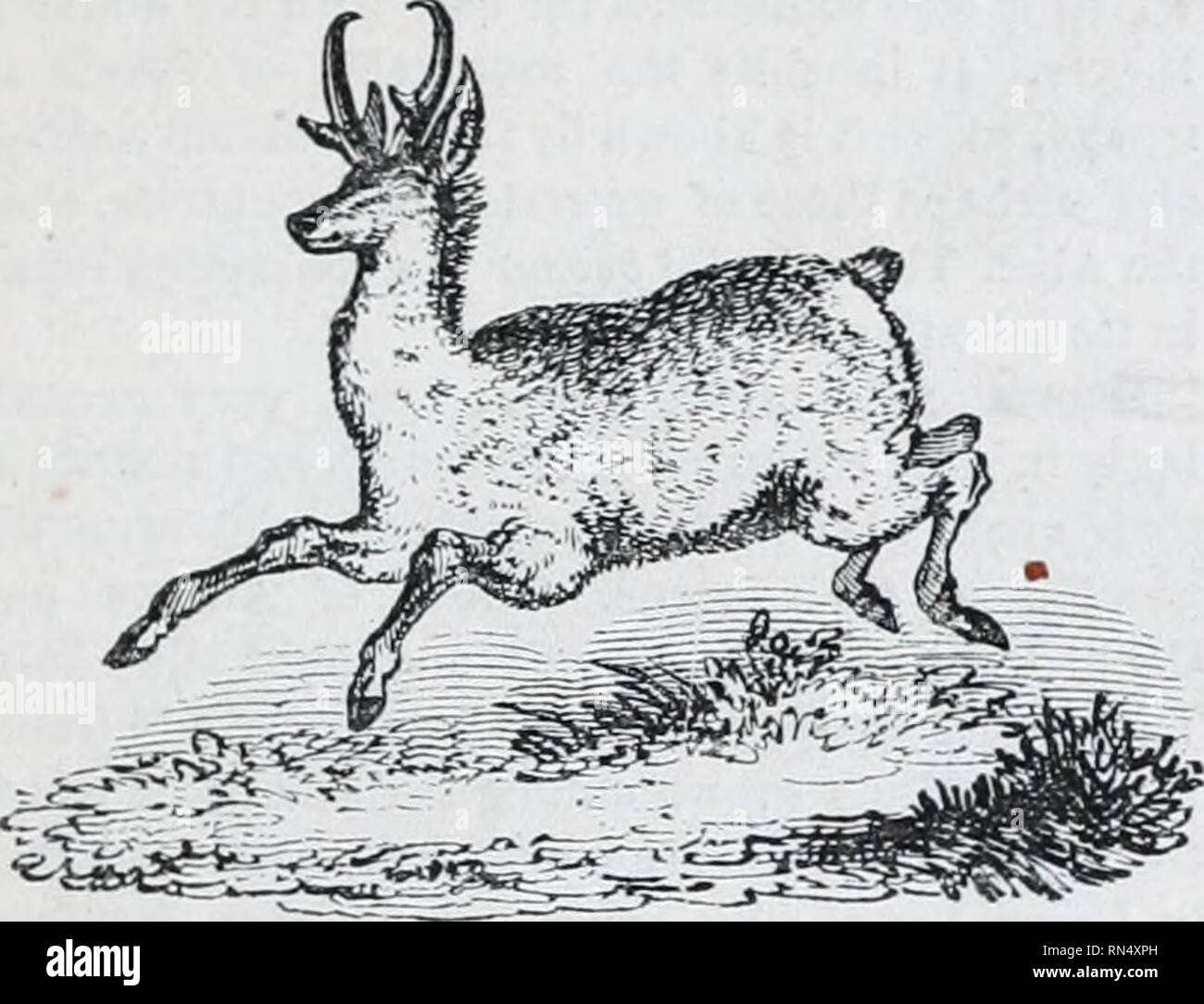 The animal kingdom : arranged after its organization; forming a natural  history of animals, and an introduction to comparative anatomy. Zoology.  Order 8. RUMINANTIA. 129. Fig. 62.—Prong-horoed Antelope. Near it, we, image size:1300x1084