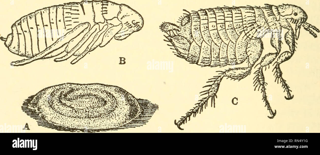 Animal Biology Biology Zoology Physiology Fig 256 Ox