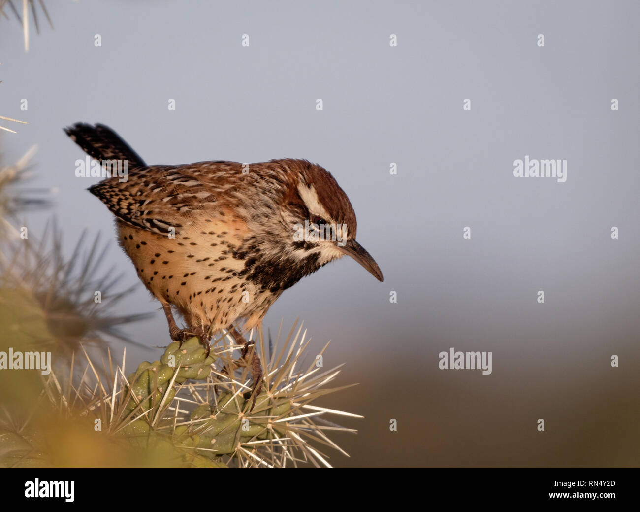 A cactus wren at home among the spines in Tucson, Arizona Stock Photo