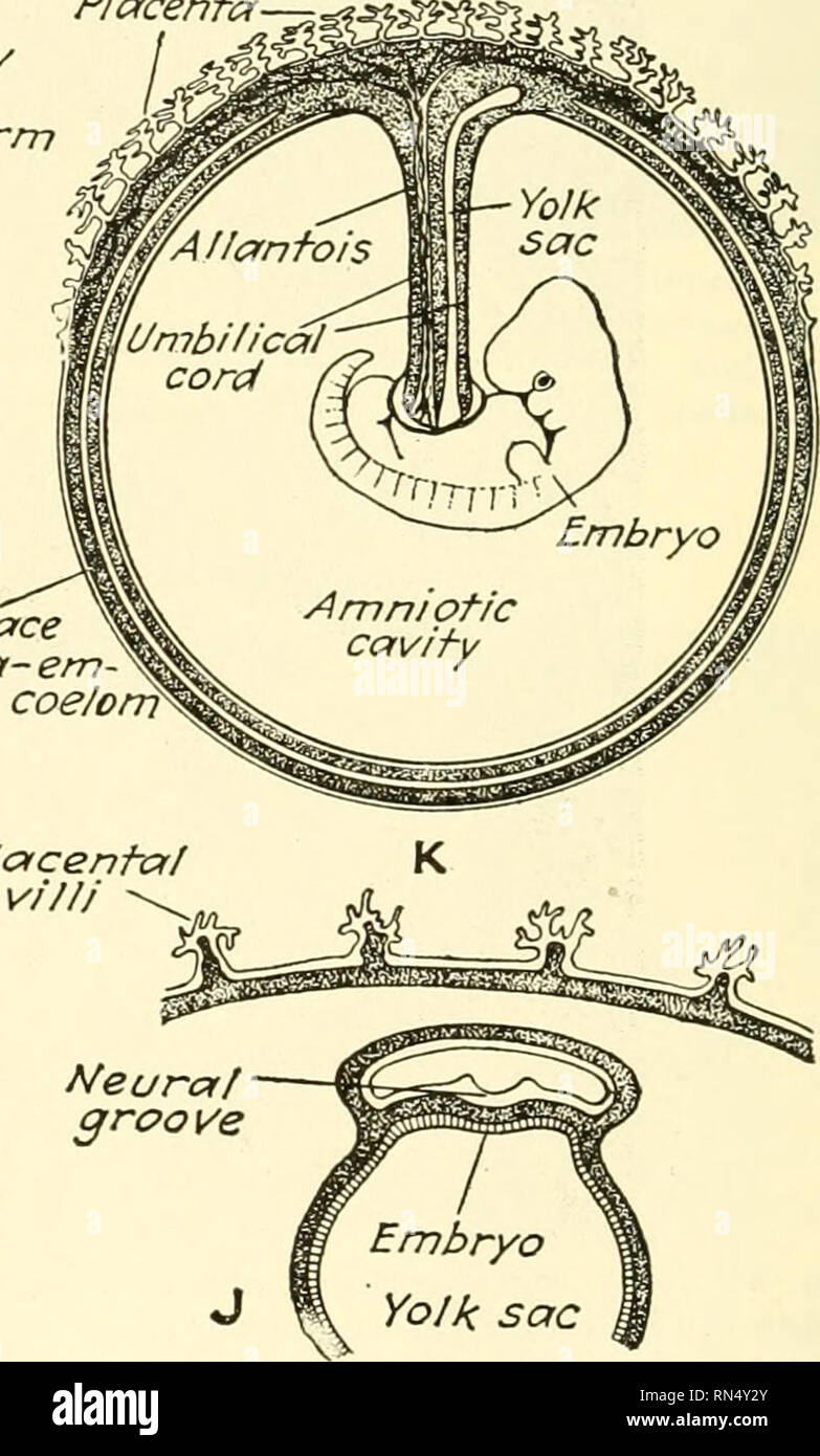 . Animal biology. Zoology; Biology. Body stalk. Last trace of extra-em- bryonic coelom Placental villi t/eura/ groove Fig. 343.—Diagrammatic representation of the stages in mammalian development. A, egg cell, in section. B, two-celled stage. C, morula. D, section of morula. E, blastula, in section. F, development of entoderm. G, formation of amniotic cavity, and separation of embryonic disc into entoderm and ectoderm, i/, development of mesoderm and extra-embryonic coelom. 7, formation of body stalk and beginning of placenta. /, cross section of same stage as I. K, embryo in amniotic cavity, t Stock Photo