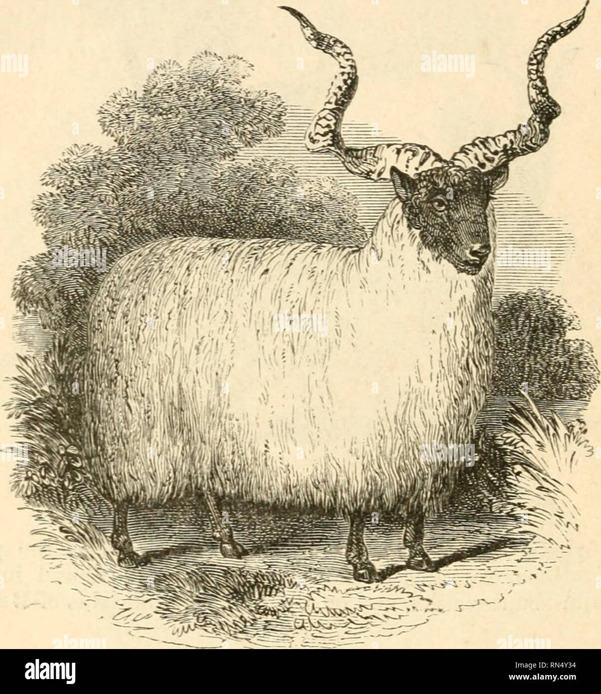 . The animal creation: a popular introduction to zoology. Zoology. 510 KUMINANTS. The genus Sheep (Oi-is) is composed of animals whose horns are directed at first backwards, and then incline spirally more or less. Fig. 436.—sheep of Palestine. forwards. They have no beard, and their forehead is convex. They are so well known as to require no description. The genus Ox (Bos) has the honis directed sideways, and then twining upwards or forwards in form of a crescent. They are all large animals, with a broad muzzle, low stature, and stout legs. They are also distinguished by a fold of skin that ha Stock Photo