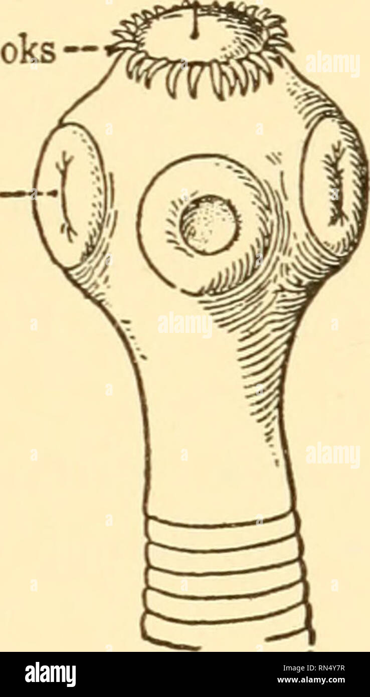 . Animal biology. Biology; Zoology; Physiology. Rosteilum i Hooks — Sucker -Genital pore -Uterus. Fig. 252. — Tapeworm, Taenia solium. A, Anterior and posterior parts of a specimen about 8 feet long comprising some 900 proglottides. Uteri filled with eggs are shown in the last two proglottides. B, Scolex more highly mag- nified. (From Hegner.) worm, or cysticercus, stage. To complete the life history, in- fected meat, insufficiently cooked, must be eaten by Man. If this transfer is successfully accomplished, upon attaining the human digestive tract the parasite gradually assumes the adult form Stock Photo