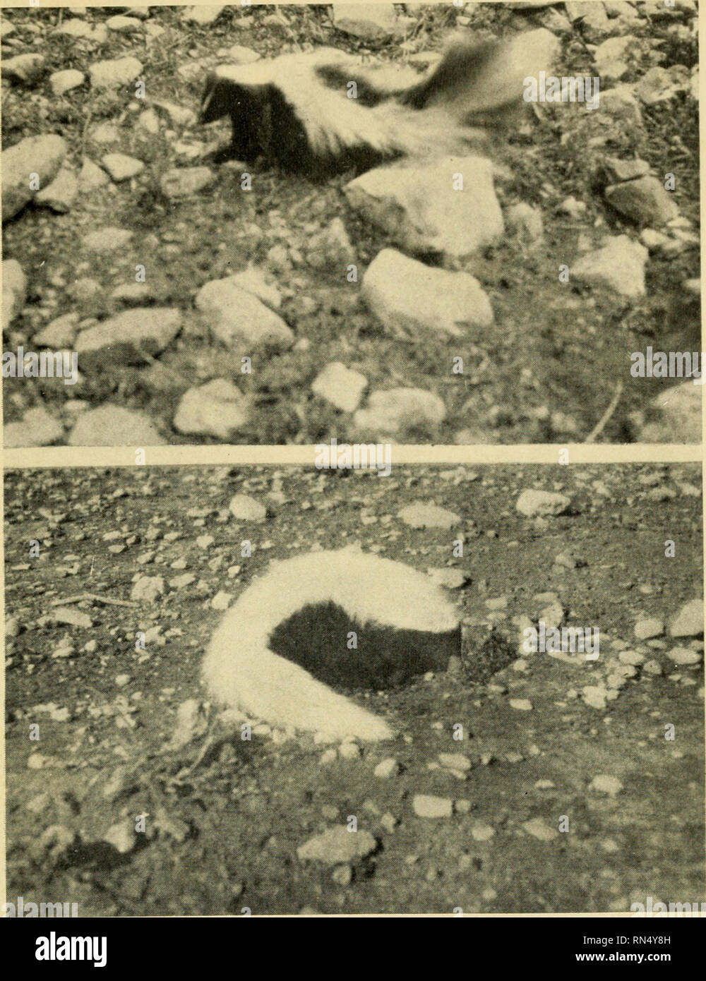 . Animal life of the Carlsbad cavern. Zoology -- New Mexico; Botany -- New Mexico; Cave animals; Botany -- New Mexico; Zoology -- New Mexico; Carlsbad Caverns (N. M. ). Upper: Fig. 35. Texas Skunk (Mephitis mesomelas varians) Reviving after a thorough anaesthetic but not yet vigorously- active. Lower: Fig. 36. Hog-nosed Skunk (Conepatus mesoleucus MEARNSl) Given a dose of ether and photographed hurriedly as he became active again. 99. Please note that these images are extracted from scanned page images that may have been digitally enhanced for readability - coloration and appearance of these i Stock Photo