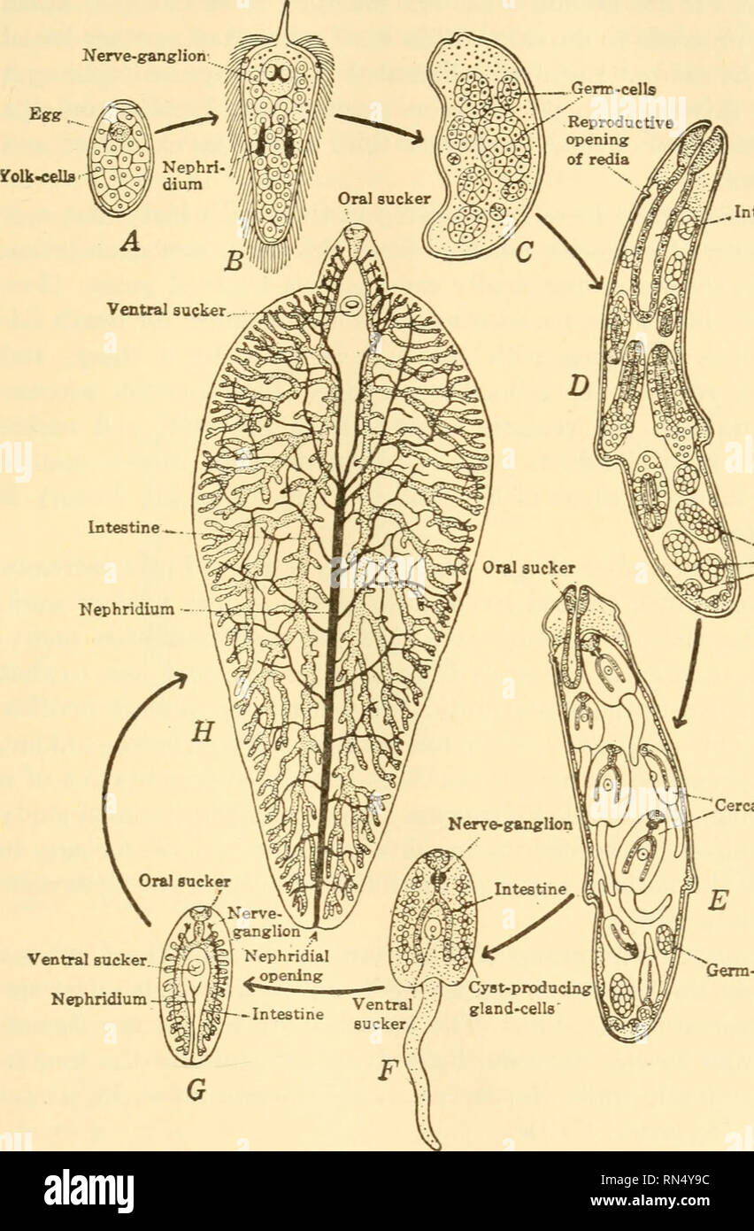. Animal biology. Biology; Zoology; Physiology. BIOLOGY AND HUMAN WELFARE 397 Proboscis (extruded) Nerve-ganglion. ..Intestine -Germ-cells Cercaria Ventral Backer Nephridium Germ-cells Fig. 251.—Life history of the Liver Fluke, Fasciola hepatica. A, 'egg'; B, miracidium; C, sporocyst; D, E, rediae; F, cercaria; G, encysted stage; H, adult (nervous and reproductive systems omitted). (From Hegner, after Kerr.). Please note that these images are extracted from scanned page images that may have been digitally enhanced for readability - coloration and appearance of these illustrations may not perfe Stock Photo