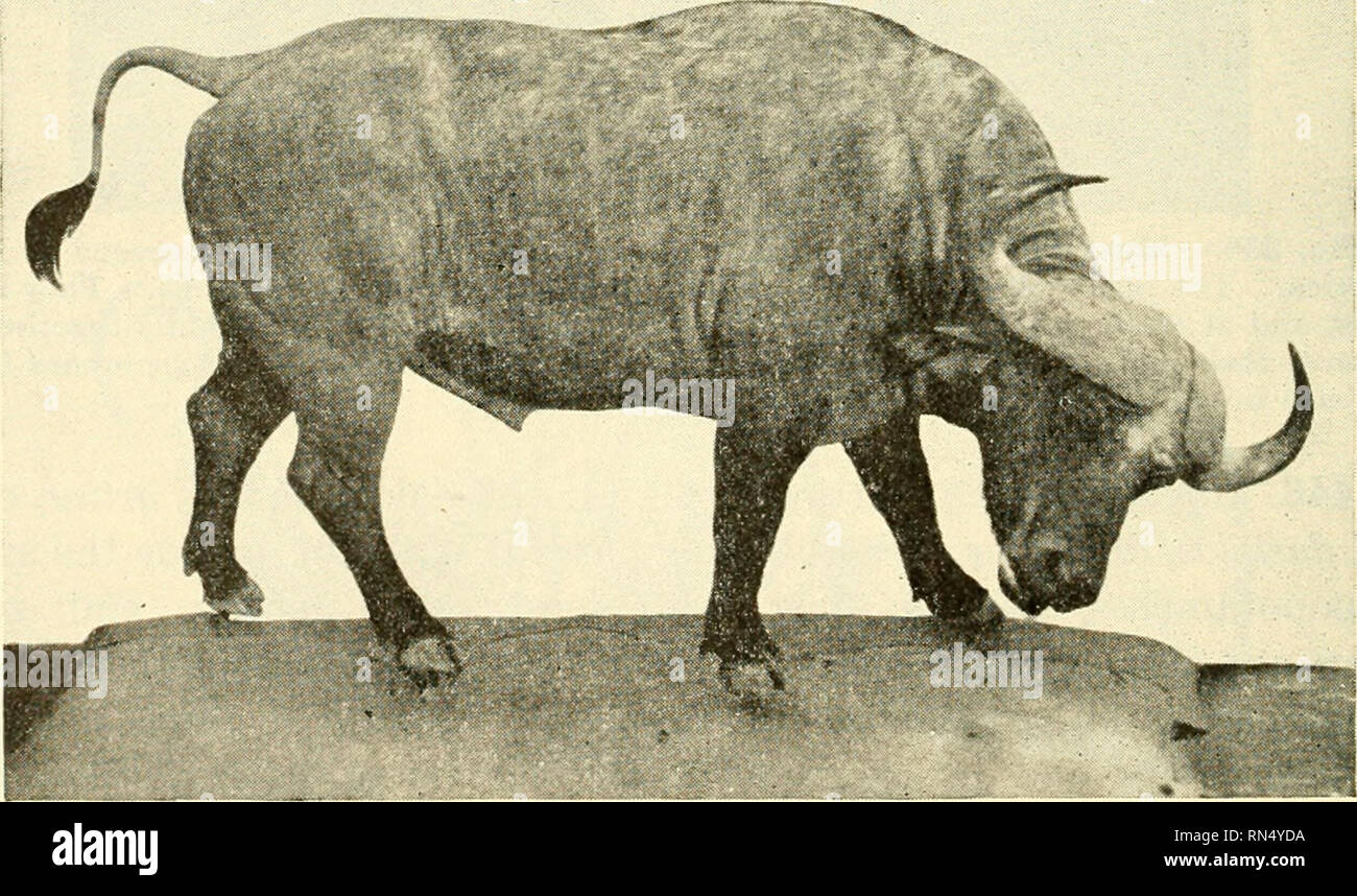Animal Biology Zoology Biology Fig 337 A Male American Bison Bison Bison Linnaeus Buffalo Occurred In Vast Herds In The Central United States Less Than A Century Ago And Were Slaughtered For
