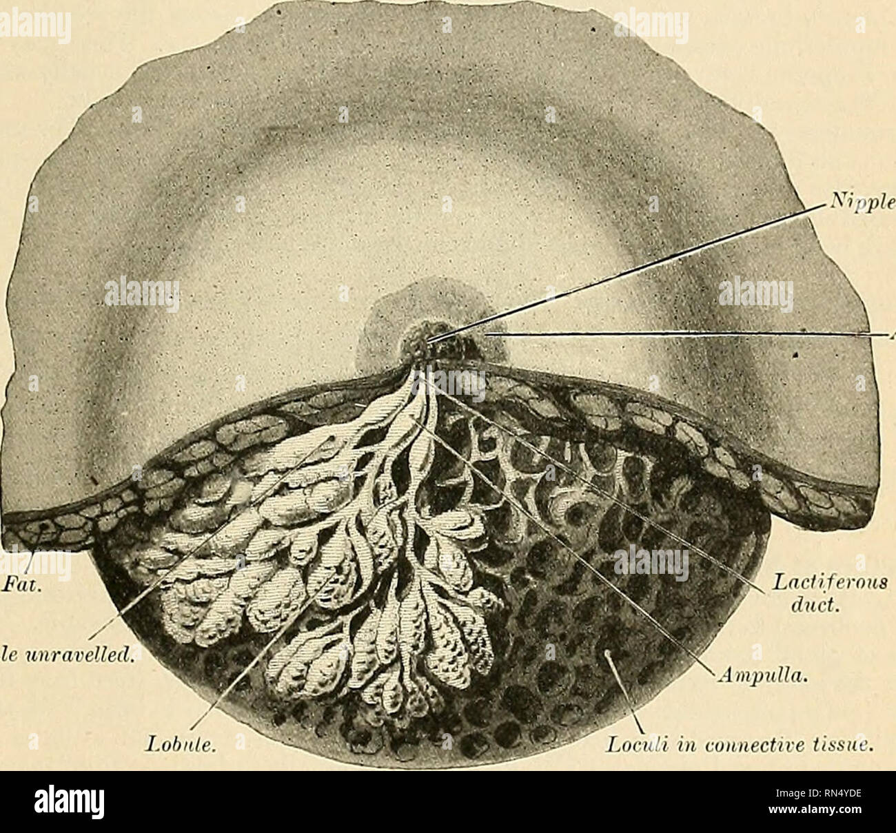 . Anatomy, descriptive and applied. Anatomy. THE MAMAfARY GLAND 1429 nipple is rendered rough by fissures (Fig. 1207), it exhibits a depression in which are the openings of the milk ducts (Fig. 1209), and its circumference is thrown into concentric ridges (Fig. 1209). The nipple is surrounded by a darker circular wrinkled area, the areola (areola, mammae) (Figs. 1207 and 1208), which contains sweat glands and on which are twelve or fifteen small rounded elevations. These ele'ations are caused by cutaneous sebaceous glands which in structure represent a transition between sebaceous and mammary Stock Photo