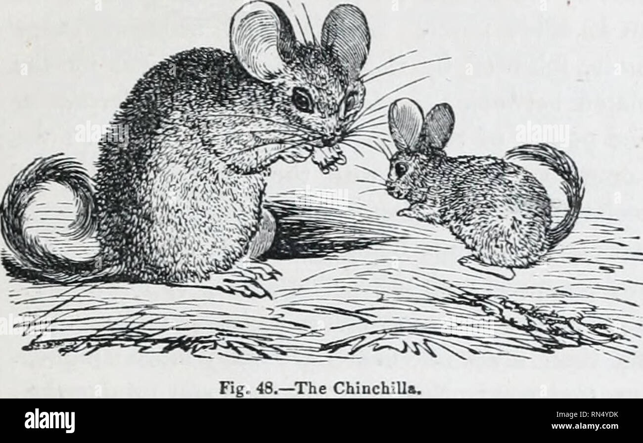 . The animal kingdom : arranged after its organization; forming a natural history of animals, and an introduction to comparative anatomy. Zoology. Order 5. RODENTIA. 109. One species only is well determined, the Chin- chilla of the furriers (CA. lanigera, Ben.), cele- brated for the delicate fineness of its fur. It inhabits the Chilian and Peruvian Andes. Somewhat allied to the foregoing, is an- other small group of South American rodents, with also four rootless molars of equal size above and below, except in one instance ^= {Abrocoma),-v;heT&amp; the inferior resemble those of an Arvicola; t Stock Photo