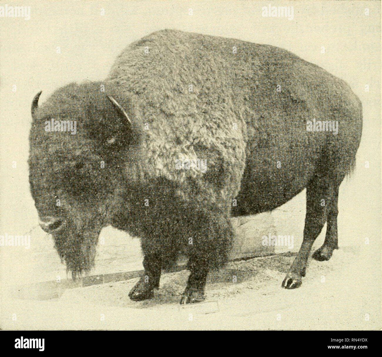 Animal biology. Zoology; Biology. 440 METAZOAN PHYLA. Fig. 337.—A male  American bison, Bison bison (Linnaeus). Buffalo occurred in vast herds in  the central United States less than a century ago and