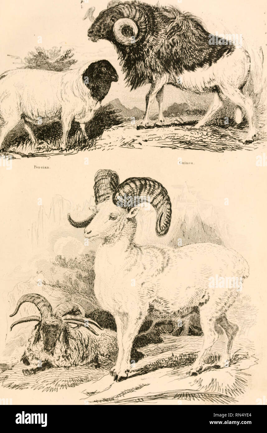 . The animal kingdom, arranged after its organization, forming a natural history of animals, and an introduction to comparative anatomy. Zoology. | H. ||. Please note that these images are extracted from scanned page images that may have been digitally enhanced for readability - coloration and appearance of these illustrations may not perfectly resemble the original work.. Cuvier, Georges, baron, 1769-1832; Blyth, Edward, 1810-1873; Mudie, Robert, 1777-1842; Johnston, George, 1797-1855; Westwood, J. O. (John Obadiah), 1805-1893; Carpenter, William Benjamin, 1813-1885. London, W. S. Orr and c Stock Photo