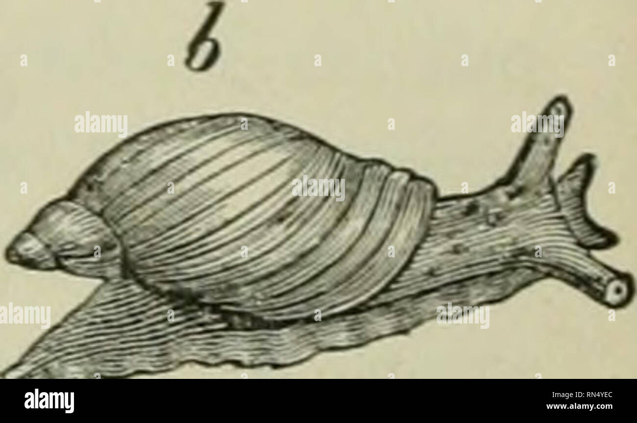 Animal life as affected by the natural conditions of existence. Animal ecology. Fig. 78.—Various fresh-water snails, a, Lymnaa ; b. Succinea ; c, Physa ; d, Planorbis. * operculated forms ; Animal life as affected by the natural conditions of existence. Animal ecology. Fig. 78.—Various fresh-water snails, a, Lymnaa ; b. Succinea ; c, Physa ; d, Planorbis. * operculated forms ;