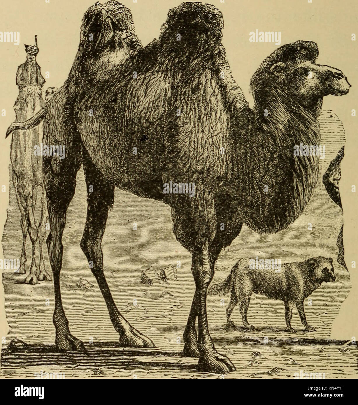 Animal life on the globe. Zoology. 124 THE CAMEL 2. Look at its broad,  swollen feet, its thick joints; its long neck, first jutting for- wards,  and then rising upwards in