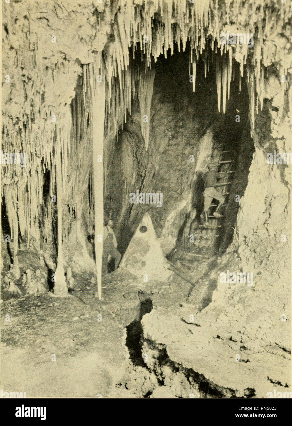 Carlsbad cavern bats hires stock photography and images Alamy