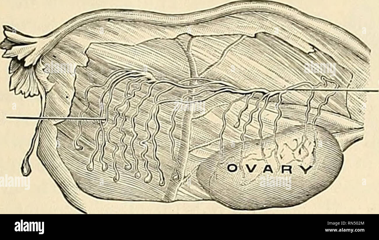 Anatomy, descriptive and applied. Anatomy. THE UTERUS, OB WOMB 1405 covers  the posterior surface forms most of the anterior wall of Douglas' cul-de-sac  (Figs. 1181 and 1182, and p. 1407). Its