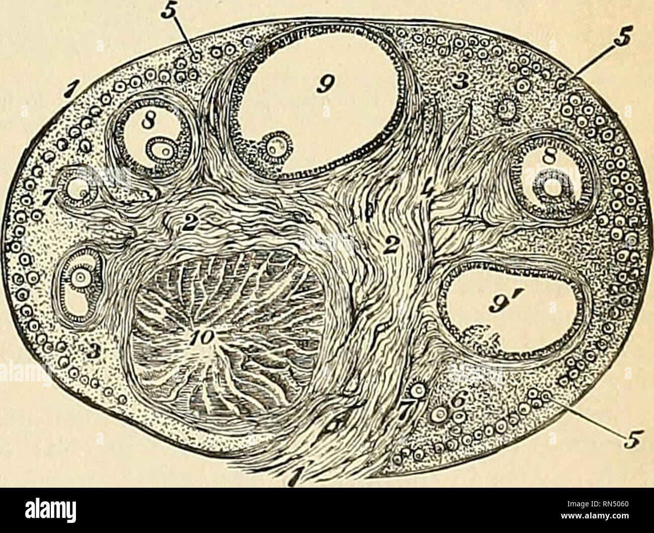 . Anatomy, descriptive and applied. Anatomy. Fig. 1174.—Diagrammatic representation of the female reproductive organs and their relations to the bladder and urethra, lateral view. (Toldt.) Structure (Figs. 1175, 1176, and 1184).—The ovary consists of the cortex and medulla, in the former of which are founi) the Graafian follicles and theu- remains and the hilum of the ovary. The cortex consists of stroma and Graafian follicles. Peripherally, the stroma is condensed to form a capsule, the tunica albuginea, which is covered by a layer of cuboidal epithelial cells called the germinal epithelium,  Stock Photo