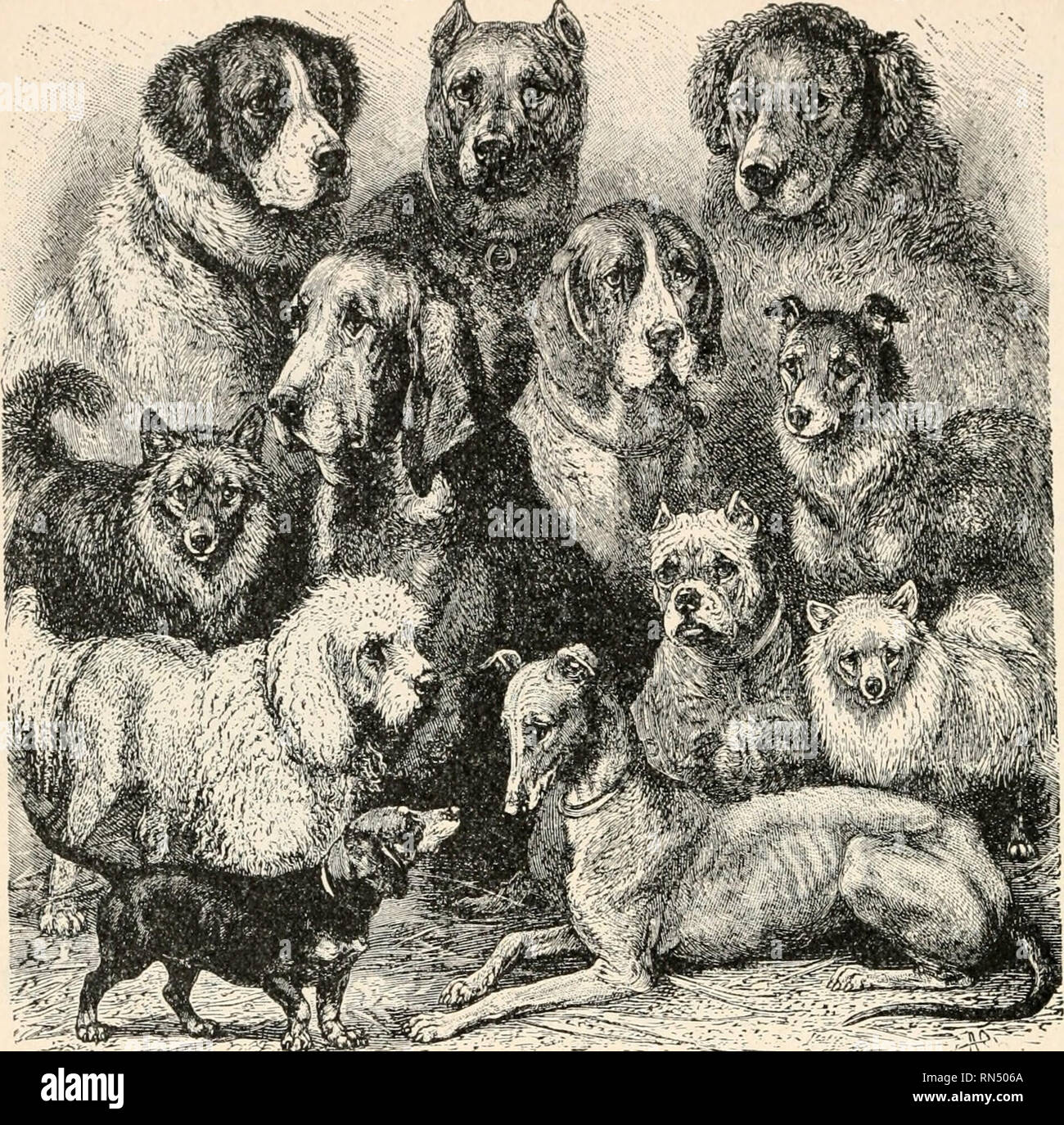 Artificial Selection In Dogs