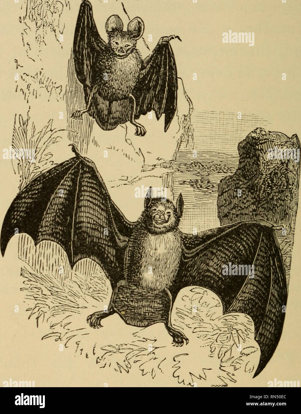 Animal Life On The Globe Zoology 70 Bats Like Yet They Can Easily Tell Them From Birds 4m Kv R Lt V By Their Manner Of Flying Which Is Always Very