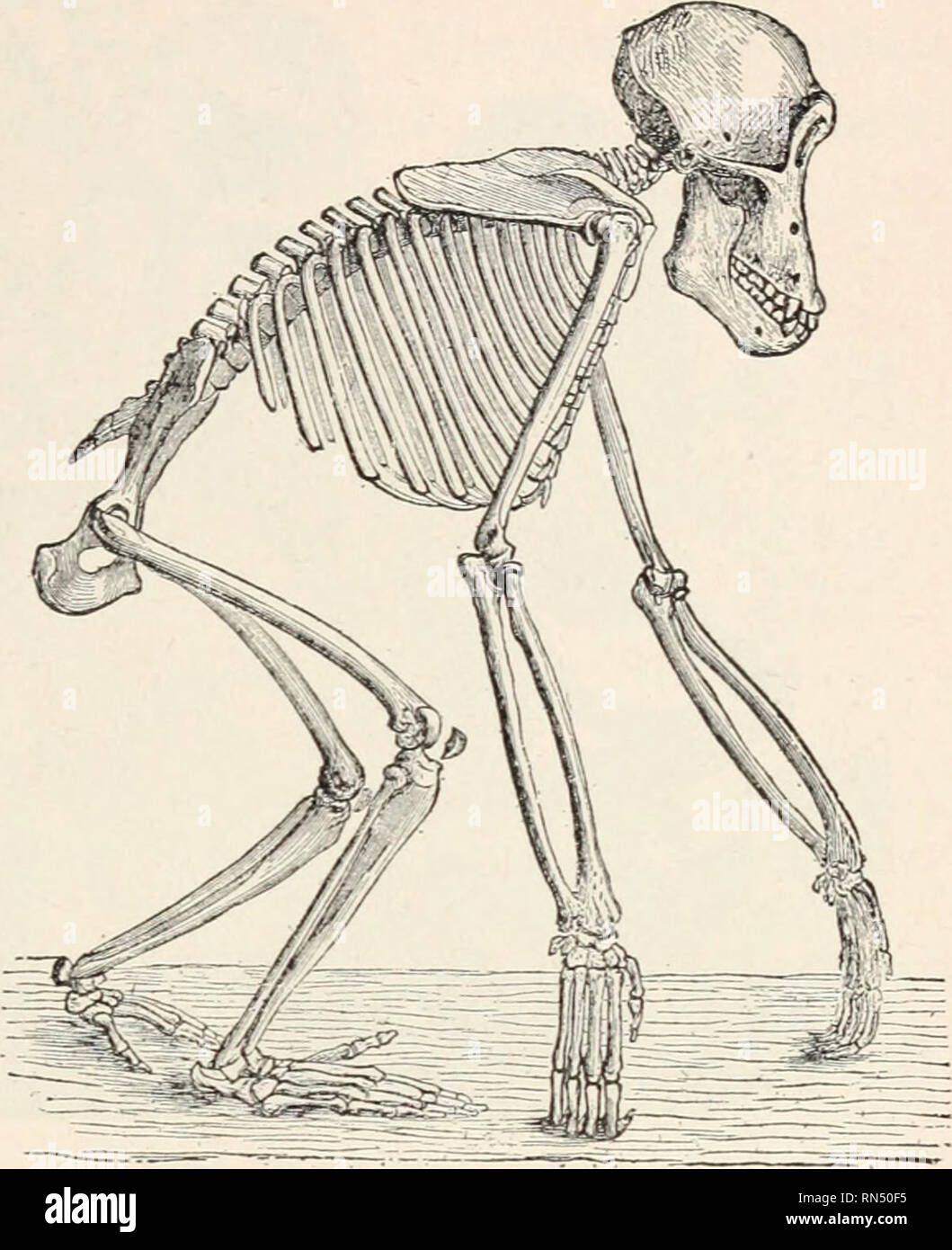 Animal biology; Human biology. Parts II &amp; III of First course in  biology. Biology. FIG. 400. —CHIMPANZEE. (See Fig. 406.) Illustrated Study  of Vertebrate Skeletons: Taking man's skeleton as complete, which