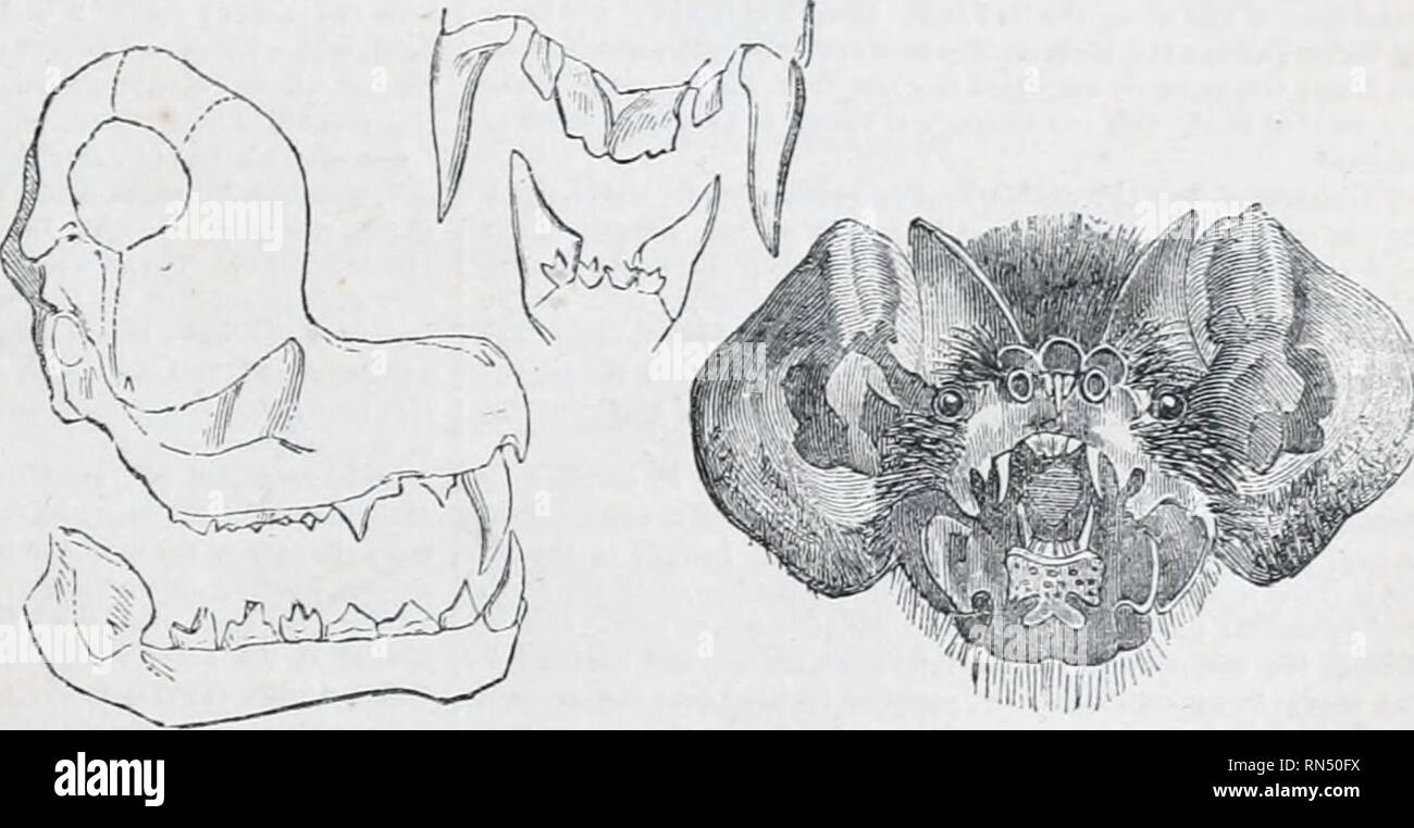 . The animal kingdom : arranged after its organization; forming a natural history of animals, and an introduction to comparative anatomy. Zoology. USSfc ^Wi;f- Fig. 16.—Head of Nyclcris javanicua These animals are remarkable for a jjower of inflatin;^ the skin, which is only attached to the body in some few places, by an open cel- lular connexion. There is a small aperture at the bottom of each cheek-pouch, by which this is eflected; and the nostrils are so formed as to close when at rest, and to open only at will. By respiring with the mouth closed, the air passes through these apertures alon Stock Photo