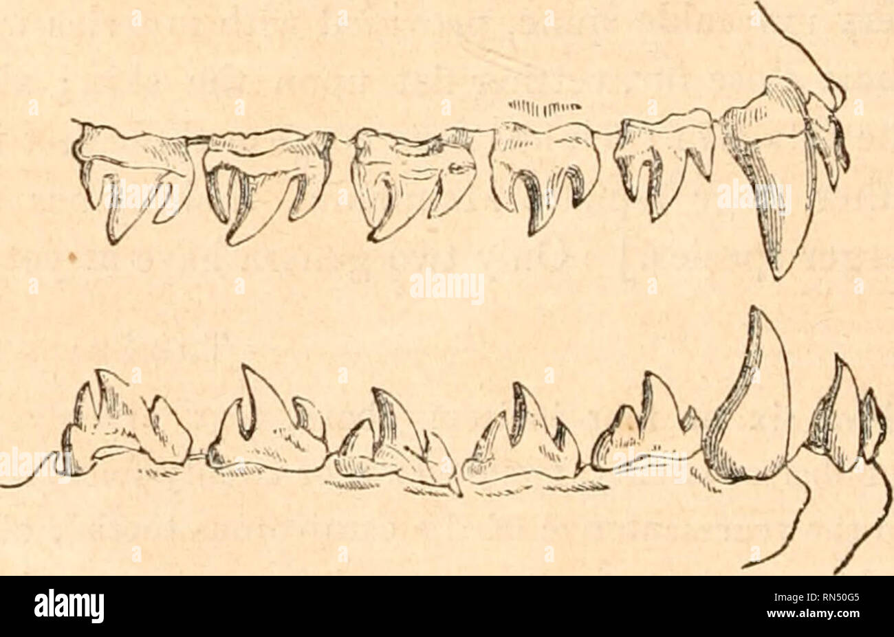 . The animal kingdom, arranged after its organization, forming a natural history of animals, and an introduction to comparative anatomy. Zoology. Fig, 38.—Teeth of Sterrinck. Please note that these images are extracted from scanned page images that may have been digitally enhanced for readability - coloration and appearance of these illustrations may not perfectly resemble the original work.. Cuvier, Georges, baron, 1769-1832; Blyth, Edward, 1810-1873; Mudie, Robert, 1777-1842; Johnston, George, 1797-1855; Westwood, J. O. (John Obadiah), 1805-1893; Carpenter, William Benjamin, 1813-1885. Londo Stock Photo