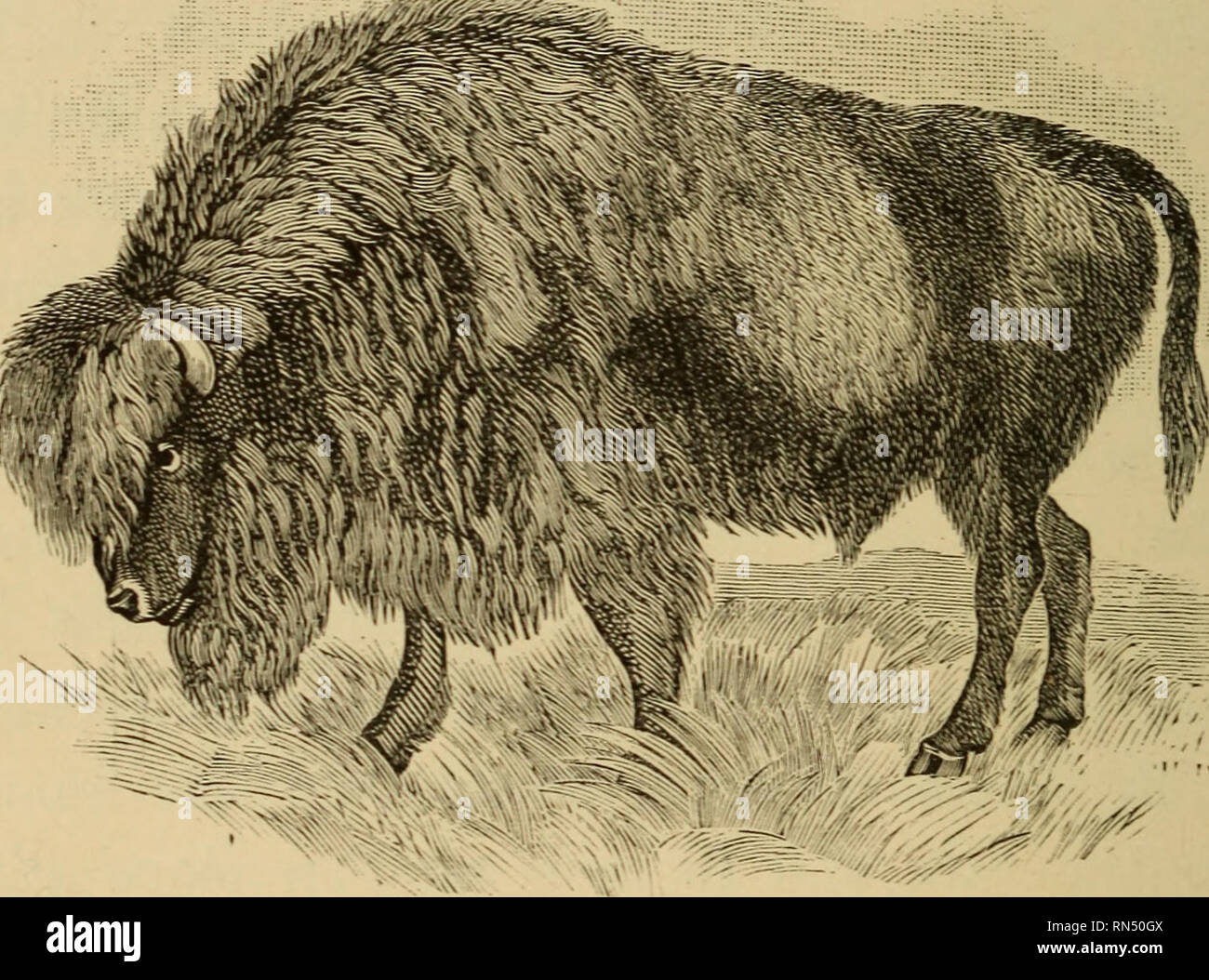 Animal life on the globe. Zoology. 48 THE BISON. 4. It was in our own country that bisons were most plentiful. They are often called buffaloes, although that name is given Animal life on the globe. Zoology. 48 THE BISON. 4. It was in our own country that bisons were most plentiful. They are often called buffaloes, although that name is given
