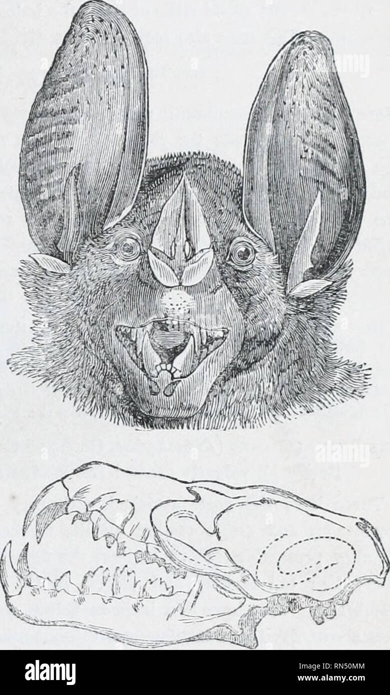 The animal kingdom : arranged after its organization; forming a natural history of animals, and an introduction to comparative anatomy. Zoology. Order 3. CARKAIIIA. 59 an organ of suction ; and The animal kingdom : arranged after its organization; forming a natural history of animals, and an introduction to comparative anatomy. Zoology. Order 3. CARKAIIIA. 59 an organ of suction ; and
