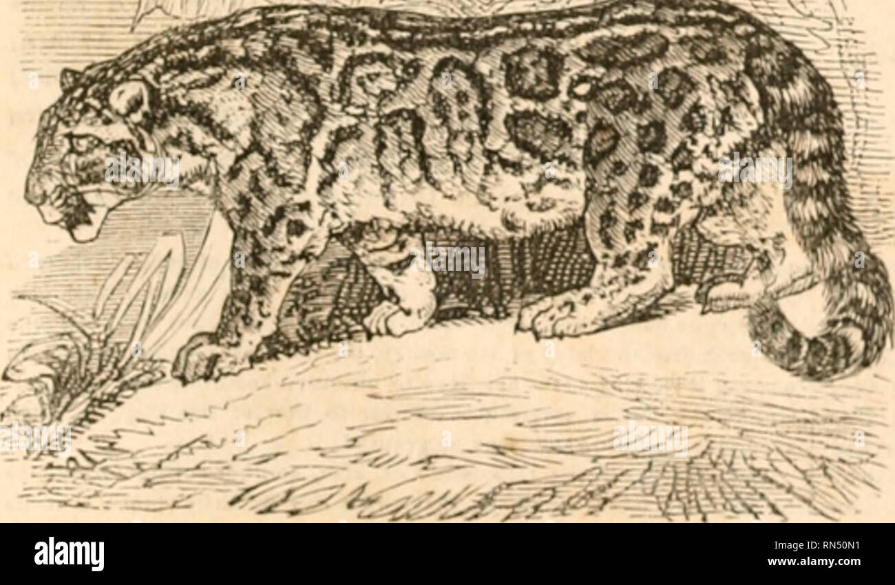 The animal kingdom, arranged after its organization, forming a natural history of animals, and an introduction to comparative anatomy. Zoology. CARXARIA. below : tlie upper carnivorous tooth three-lobed, with a broad The animal kingdom, arranged after its organization, forming a natural history of animals, and an introduction to comparative anatomy. Zoology. CARXARIA. below : tlie upper carnivorous tooth three-lobed, with a broad